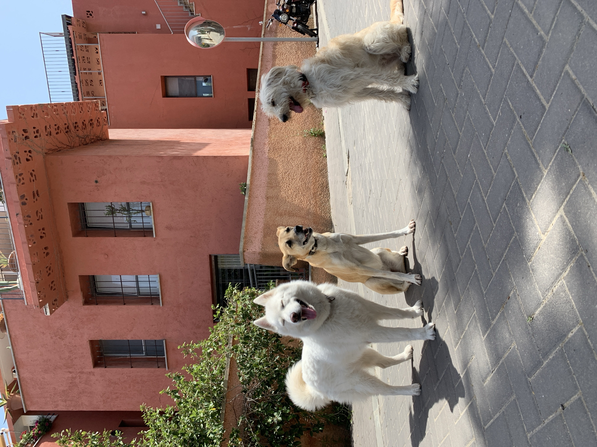 Three dogs sit on a gray brick sidewalk. Behind the dogs is a peach-colored building with metal bars on the windows. A pole with a round mirror on top is visible, as is a parked motorbike. The scene is in Tel Aviv, Israel.