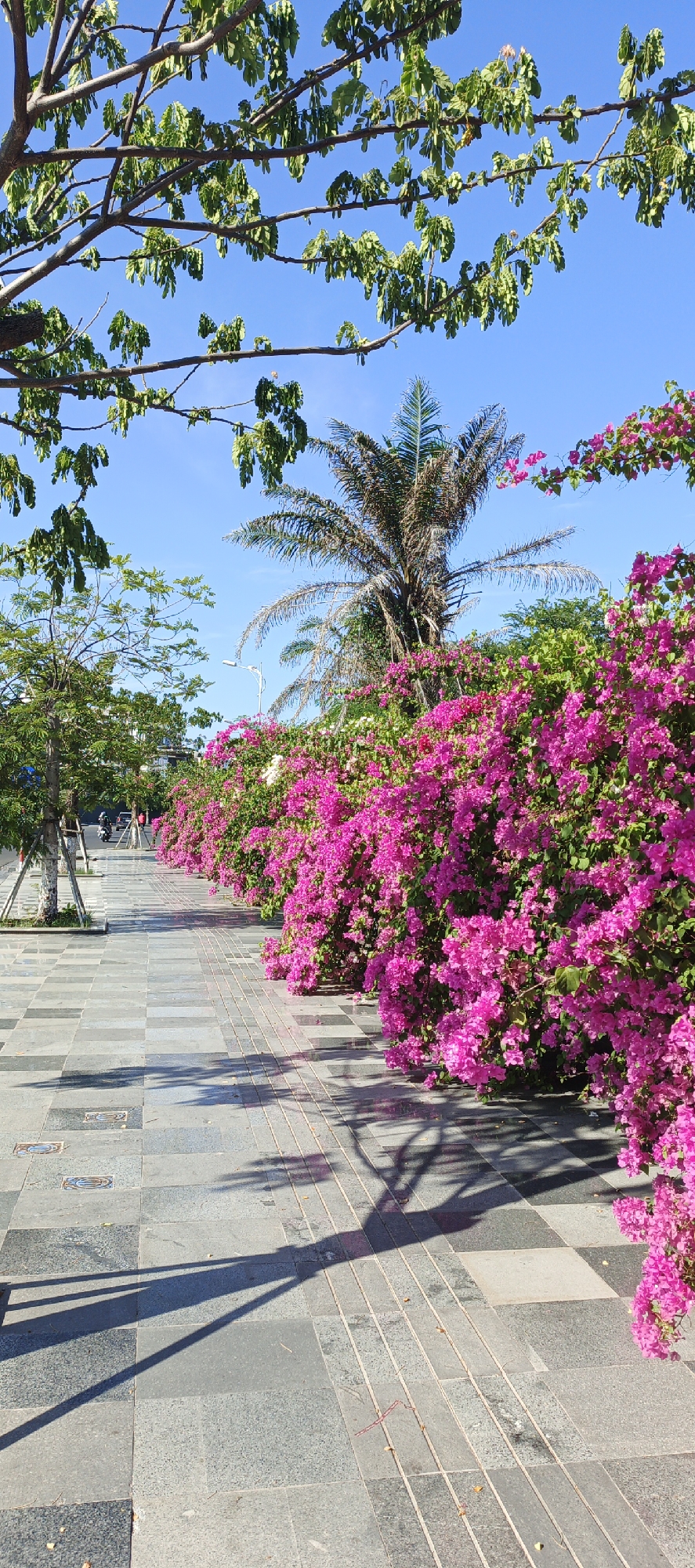 An outdoor, low-angle, vertical, full shot captures a paved walkway lined with vibrant pink bougainvillea bushes under a clear blue sky. The walkway is constructed of large, square, gray granite tiles, some of which have inlaid decorative elements. A series of raised tactile paving strips runs alongside the bougainvillea. The shadows of overhanging trees with green leaves are cast across the walkway. To the left, the path is bordered by small trees with white, speckled bark and lush green foliage. In the background, a tall, dry palm tree stands behind the flowering bushes, and a street with a few distant vehicles and a street lamp is visible. The image evokes a sense of a sunny day in a city with abundant greenery and flowering plants.