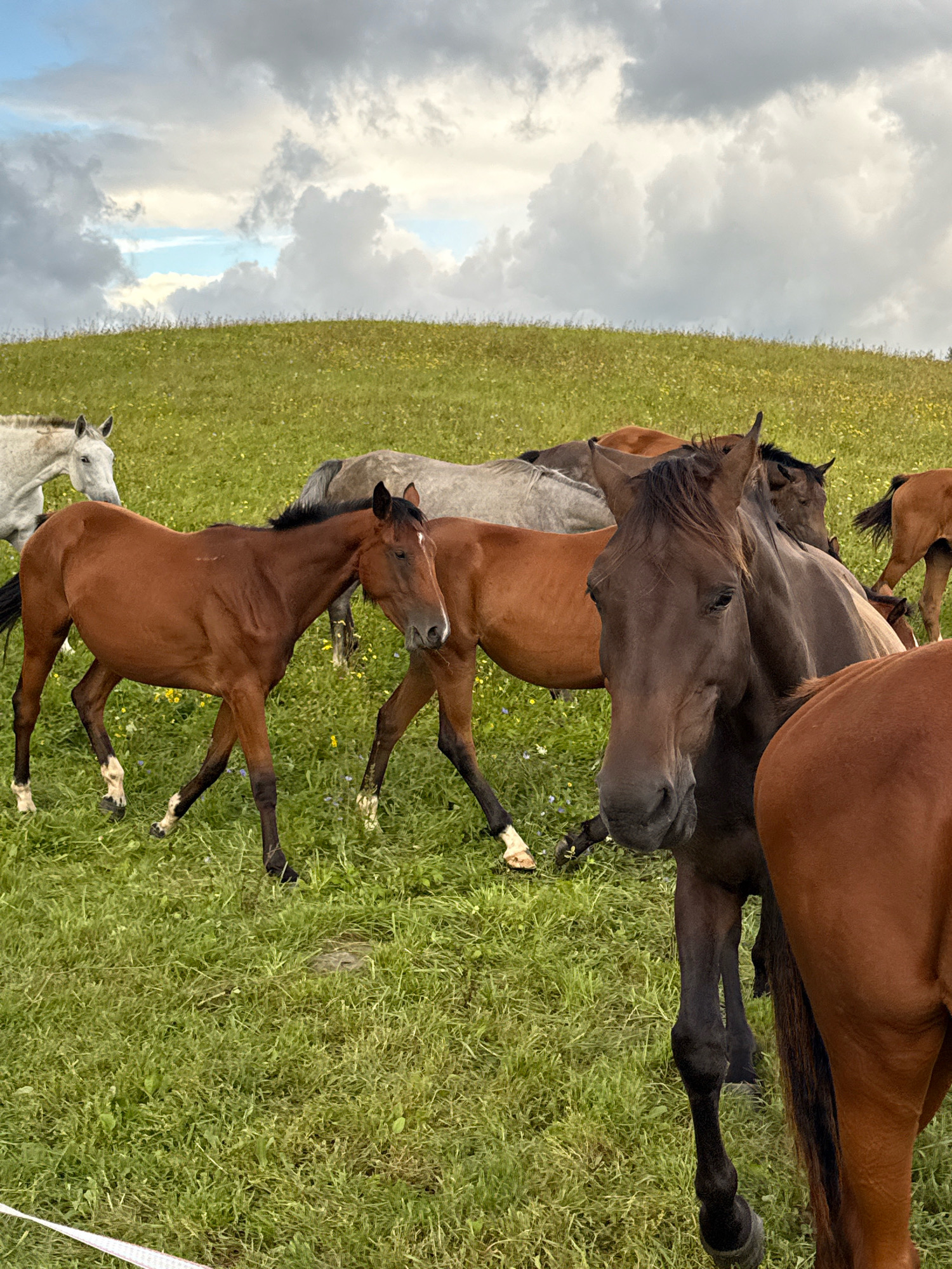 In Galinė, Lithuania, a herd of horses grazes on a grassy hillside under a cloudy sky. The horses, of various brown and gray hues, are spread across the frame, with some in the foreground and others further back on the incline. The grass is green and dotted with small yellow and purple flowers. A white ribbon or barrier is visible in the lower left corner, partially obscured by the grass. The sky is filled with dramatic gray and white clouds, with patches of blue sky visible.