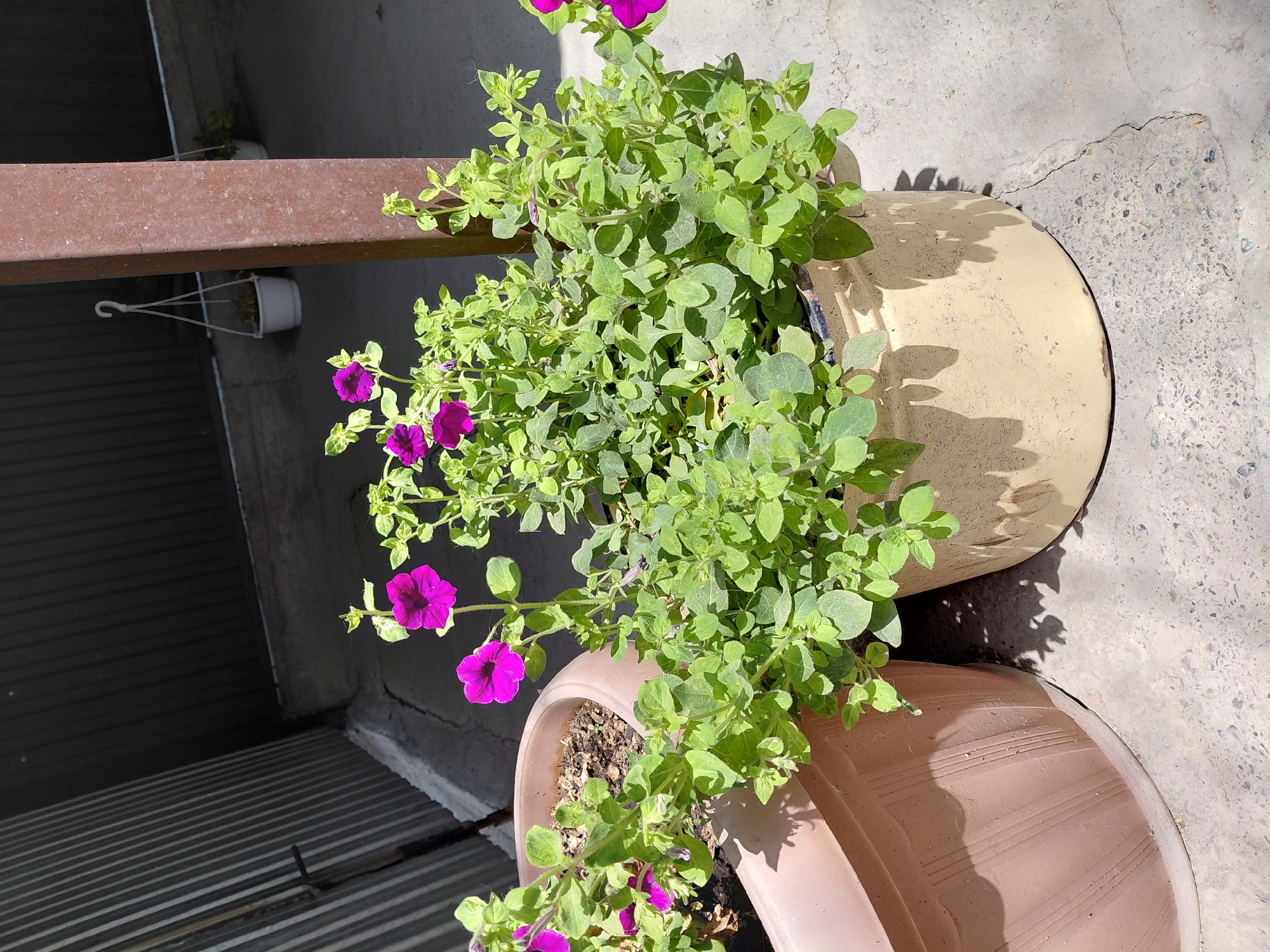 The image depicts an outdoor scene, likely a patio or backyard, in Бұлақты, Kazakhstan. In the foreground, two potted plants are visible. The plant on the right is a vibrant green with numerous purple petunia flowers, planted in a weathered, light yellow pot. To its left is another potted plant, a lighter green, with fewer visible flowers, in a large, light pink, ridged pot. The ground is a rough, grey concrete surface, with some visible cracks. In the background, a corrugated metal wall or fence runs vertically on the left side of the frame. A brown metal post stands to the right of the potted plants. Behind the post, two white hanging pots with plants are suspended from above. The scene is illuminated by bright sunlight, casting distinct shadows from the plants and the metal post onto the ground. The overall environment suggests a residential or garden area. There are no people or animals visible in the image.