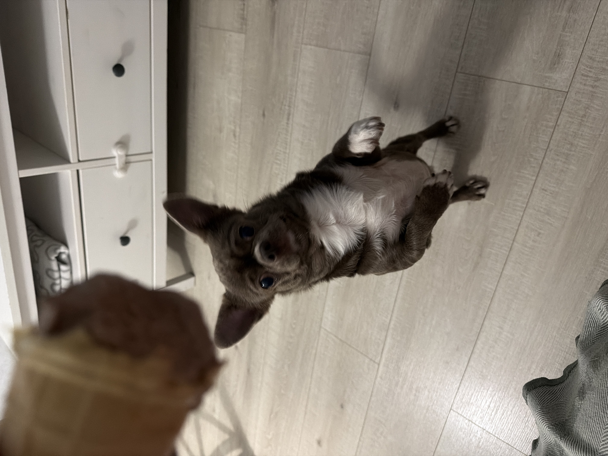 A brown and white chihuahua is lying on its back on a light-colored wood floor. The dog is looking up, seemingly at an ice cream cone held in the lower left of the frame. A white cabinet with drawers is visible to the left. A portion of a grey patterned blanket is in the lower right corner. No information to assume a location in Votkinsk, Russia.