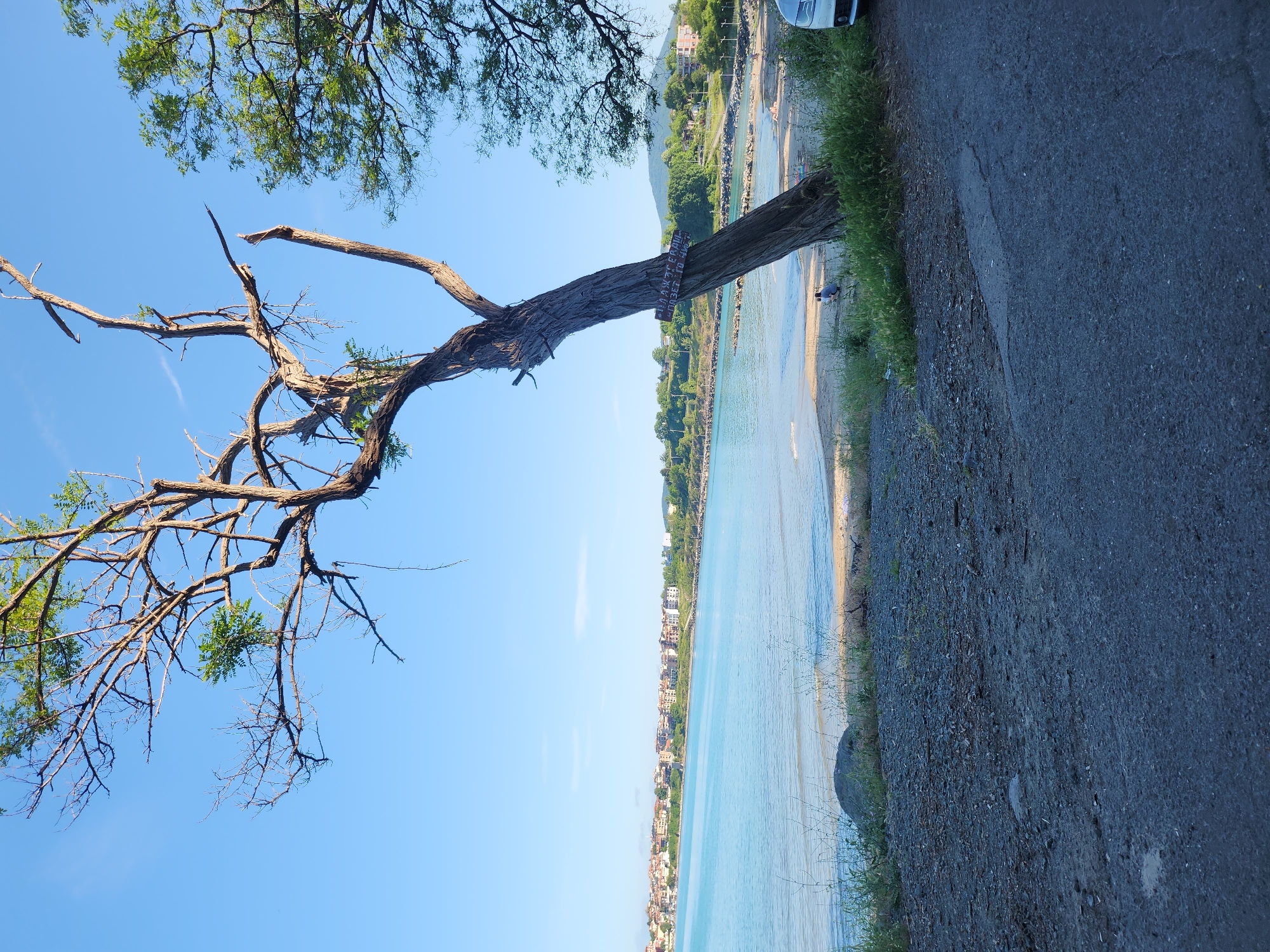 The image shows a coastal view in Tsarevo, Bulgaria, dominated by a weathered, contorted tree in the foreground. The tree leans to the right, its bare branches stark against a clear blue sky. A small, rectangular wooden sign is attached to the tree trunk. Beyond the tree, a tranquil turquoise sea meets a sandy beach lined with a scattering of rocks and sparse vegetation. In the distance, a cityscape of buildings with red-tiled roofs stretches along the coastline, backed by green hills. The foreground features a rough, greyish-brown path and gravel. A person is sitting on the sand near the tree, and a white car is partially visible on the right edge of the frame. The scene depicts a serene seaside environment under a bright, sunny sky.