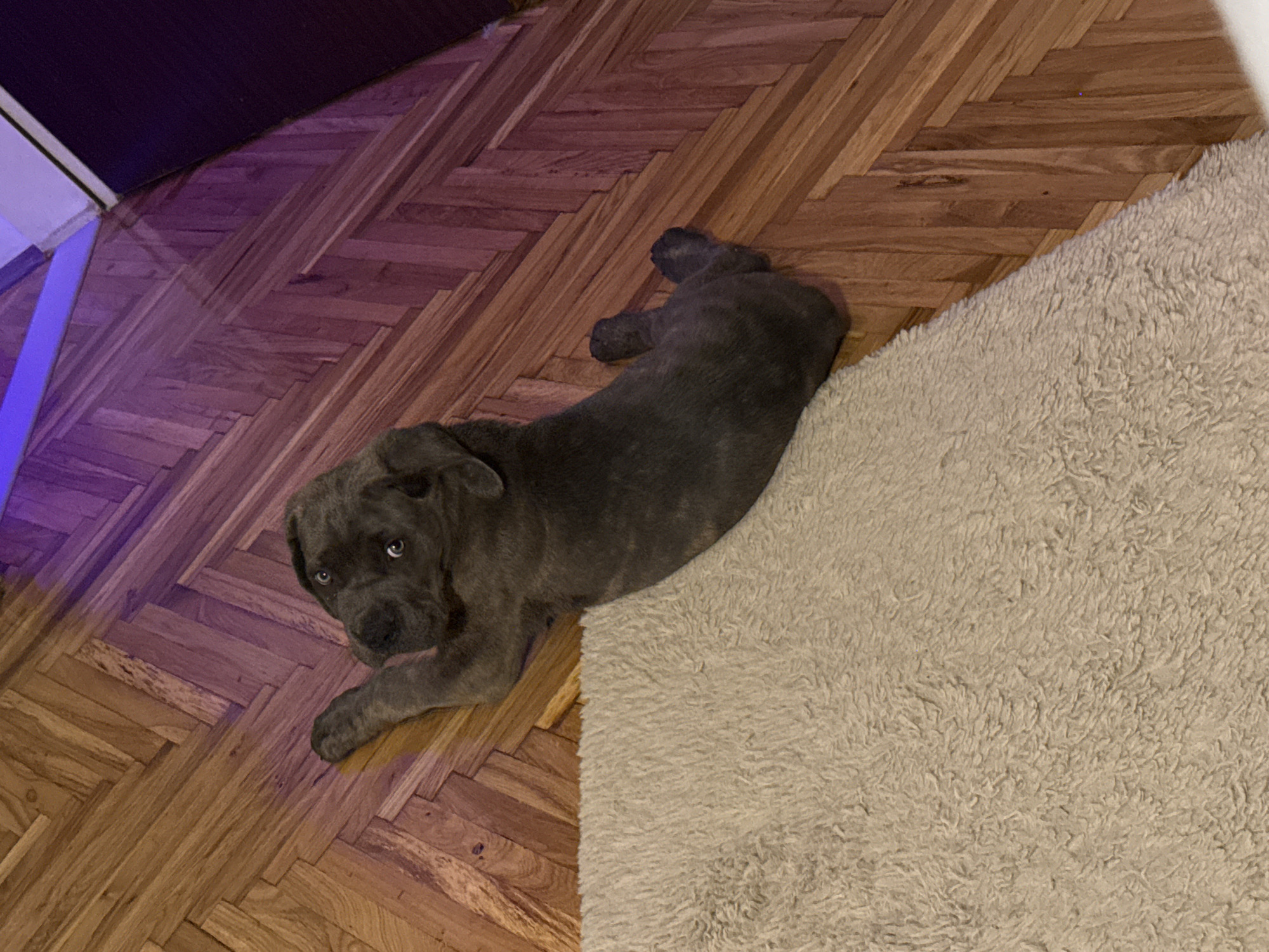 A dark grey, brindle-patterned puppy is lying on a beige, fluffy rug that is partially on a polished wooden floor. The floor has a herringbone pattern. The puppy is looking up and to its left. The lighting in the room includes purple and orange hues. The scene appears to be indoors, in a domestic setting. No specific location in Apatin Municipality, Serbia can be determined from the image.