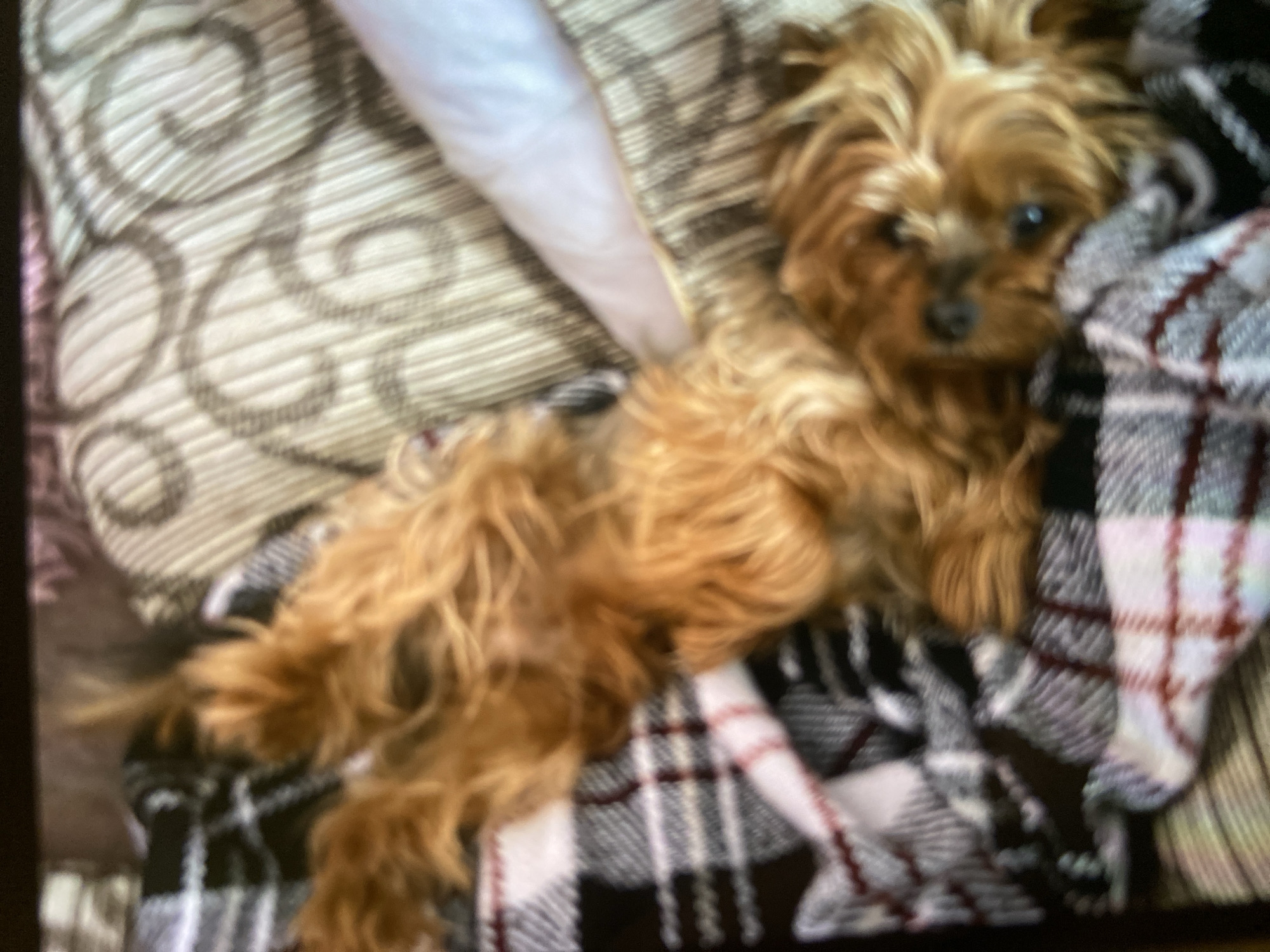 A small, brown, long-haired dog is lying on a patterned surface, which includes a beige pillow with a swirl pattern and a black and white plaid blanket with maroon lines. The location is unknown, but the information about Dragovishtitsa, Bulgaria is irrelevant.