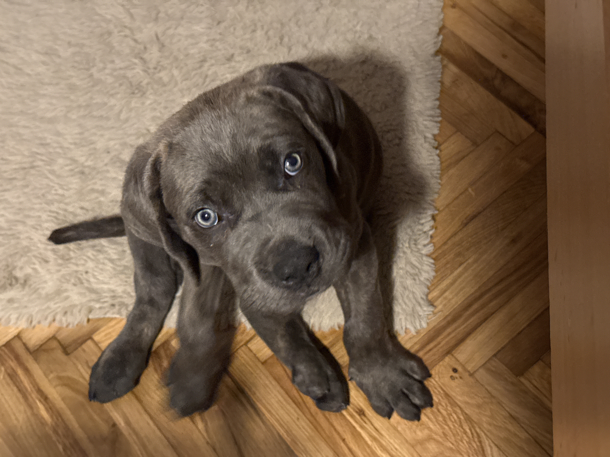 A dark grey Cane Corso puppy with striking blue eyes lies on its back on a cream-colored rug, with its paws splayed out. The rug is positioned on a herringbone-patterned wooden floor. The puppy's head is tilted, and its gaze is directed upwards towards the camera. The lighting suggests an indoor setting. The image does not provide any information about the city of Apatin Municipality, Serbia.
