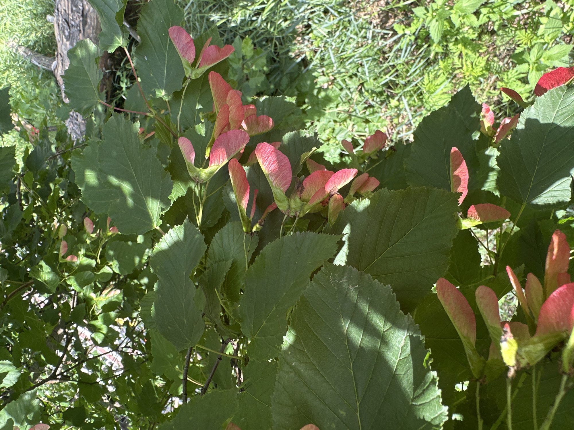 This media file captures a close-up view of a tree with vibrant green leaves and numerous reddish-pink winged seeds, also known as samaras. The samaras are the most prominent subjects, with many clustered together, appearing in various stages of development. Some are fully formed and angled outwards, while others are still emerging. The leaves are broad and serrated, forming a dense canopy that casts dappled shadows.
The scene is outdoors, suggested by the natural lighting and the presence of foliage. The bright sunlight indicates it is daytime, likely late morning or early afternoon, given the intensity and the clear shadows. The lush greenery surrounding the tree implies a temperate climate, possibly during late spring or summer when trees are bearing fruit. The background is out of focus, but hints at more vegetation and possibly a rough surface, such as soil or bark.
There are no people or discernible objects other than the natural elements of the tree. The activity is passive, focusing on the reproductive cycle of the plant. The overall mood conveyed is one of natural beauty and the abundance of life, with the bright colors of the samaras adding a touch of vibrancy to the scene. No text is visible in the image.