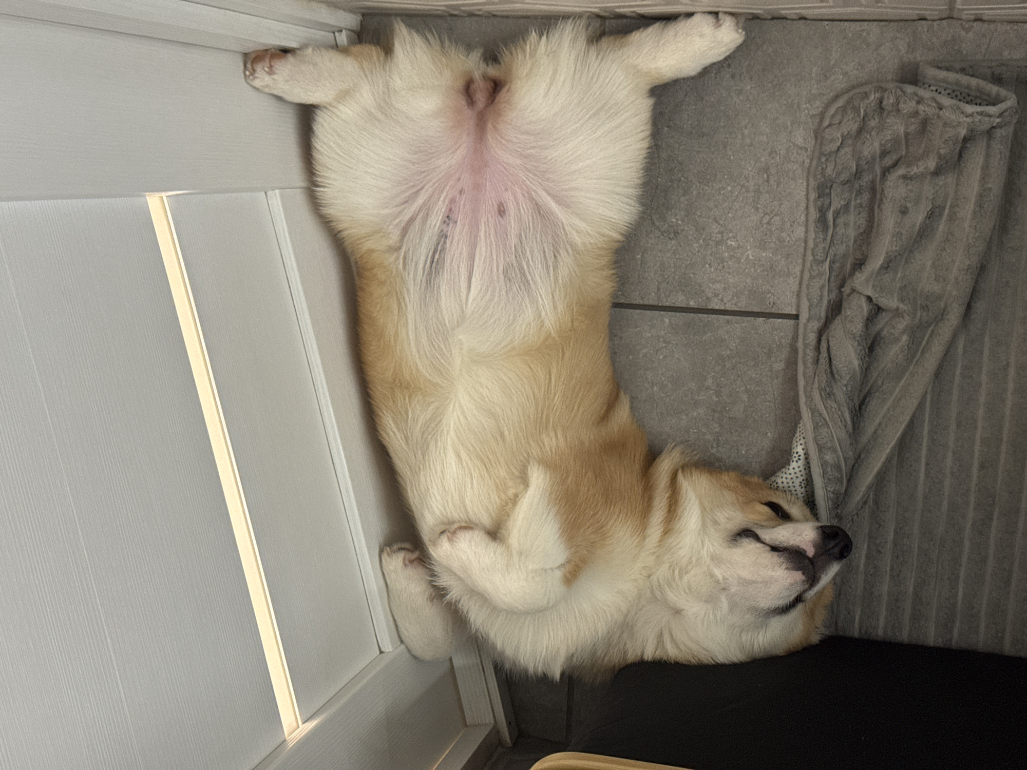 The image shows a dog lying on its back on a tile floor. The dog has a mix of white and light brown fur. Its belly is facing the camera. The dog's head is resting against a dark cushion, and its hind legs are stretched out against a white wall. A gray, textured material hangs near the dog's head.
There is no verifiable information to confirm the location is in the city of Chaikovsky, Russia.