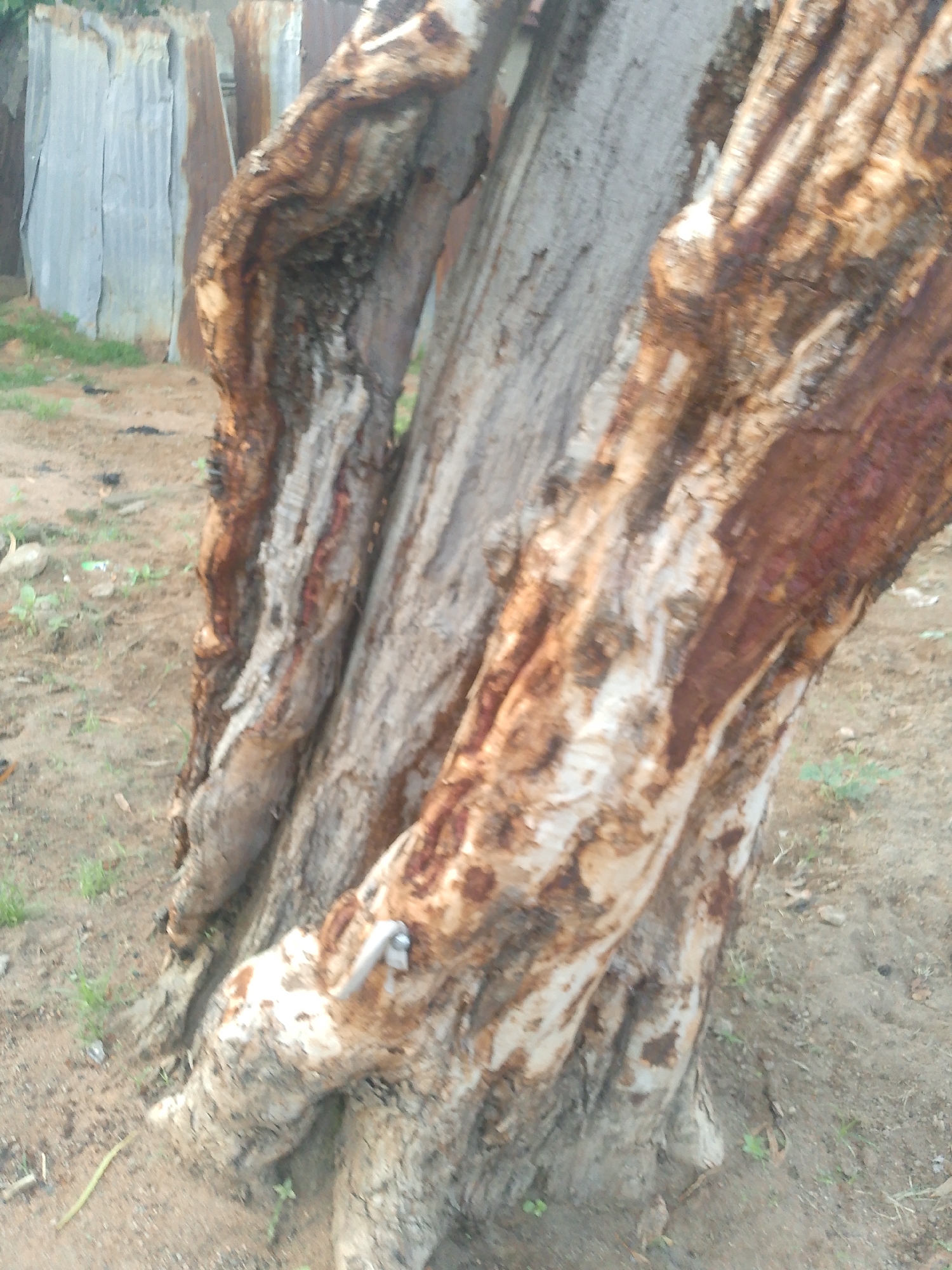 A close-up shot focuses on the textured bark of a large tree. The bark exhibits a mix of light gray and reddish-brown hues, with deep crevices and a weathered appearance. A metal screw is visible embedded in the bark near the base of the tree. The ground around the tree is covered in dry dirt and sparse, green vegetation. In the background, a corrugated metal fence is partially visible, suggesting an outdoor, possibly rural or semi-urban setting, consistent with an area in Jalingo, Nigeria. There are no people or animals in the frame, and no discernible actions or interactions are taking place. The lighting is overcast, providing soft illumination.