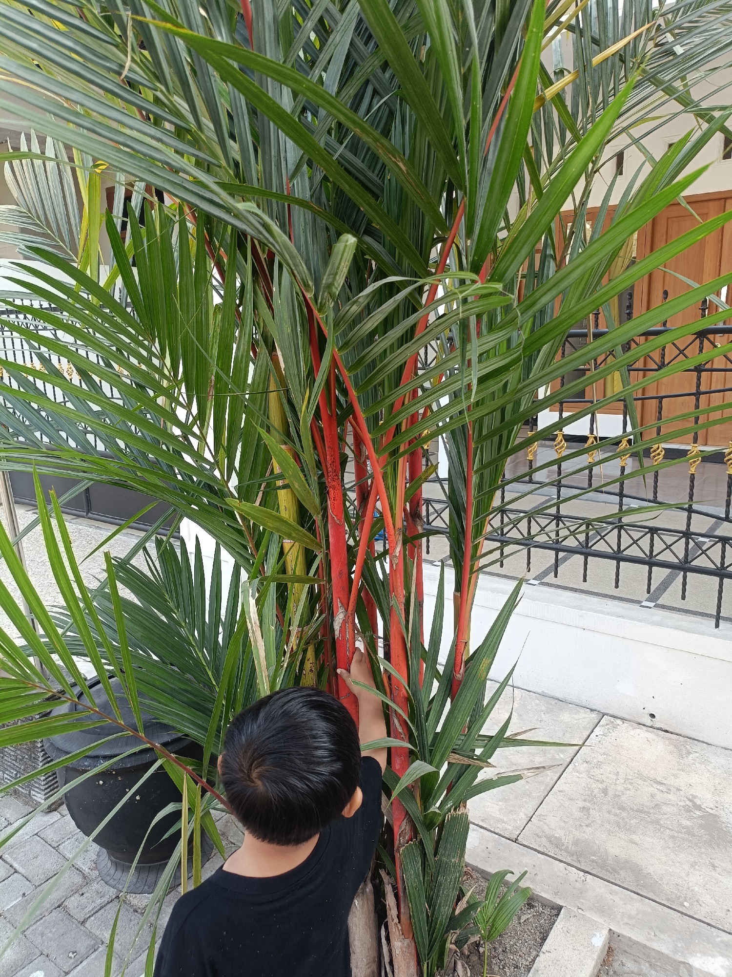 In Kediri City, Indonesia, a young child in a black t-shirt is captured from behind, reaching out to touch the vibrant red stalks of a Lipstick Palm tree. The palm, with its lush green fronds, stands in a black planter on a paved walkway. Behind the tree, a black wrought-iron fence with decorative gold accents borders a white wall and a wooden door. The scene appears to be an outdoor area, possibly a yard or garden, with concrete steps visible in the foreground.