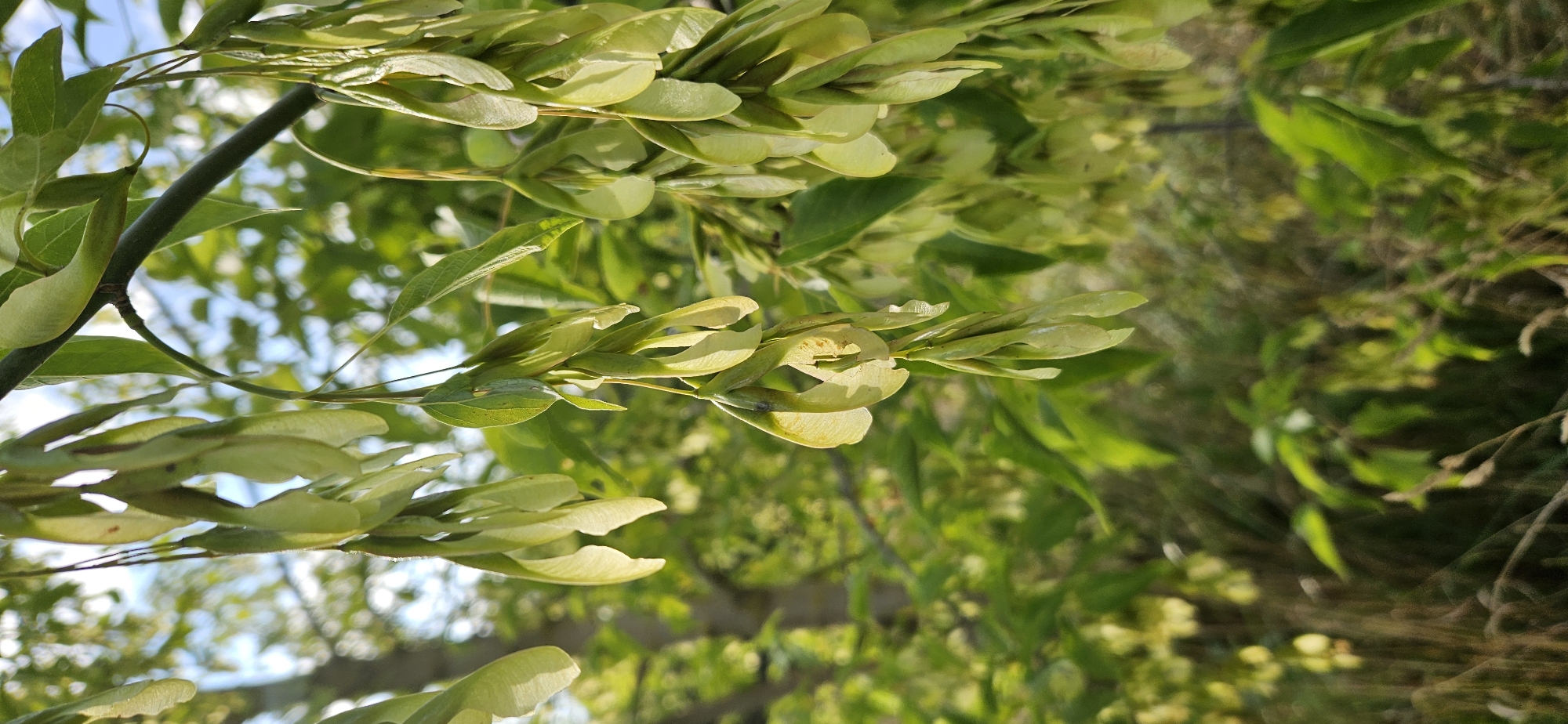A close-up, vertical shot focuses on a branch of a tree with several clusters of light green samaras (winged seeds) hanging down. The samaras are elongated and have a papery texture, with some showing slight discoloration or damage. Sunlight filters through the leaves and samaras, creating a dappled effect and highlighting the delicate structures. The background is a soft blur of green foliage and hints of blue sky, suggesting an outdoor setting with dappled sunlight. The image was taken in Mazalawski Sel'ski Savet, Belarus.