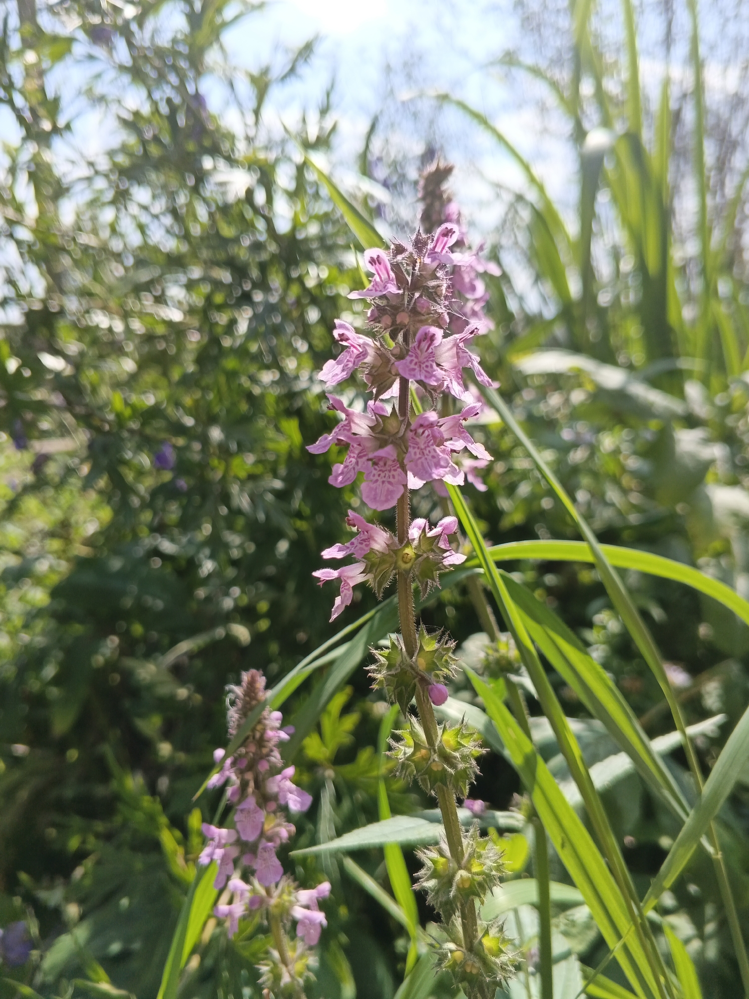 The media file is a close-up, outdoor photograph of a flowering plant, likely in a natural setting. The plant features multiple spikes of small, pinkish-purple flowers with darker speckles, arranged along a green stem. The lower part of the stem shows developing seed pods or calyces that are spiky and green.
In the foreground, to the right of the main flower spike, is a blade of tall green grass, also in sharp focus. The background is a blur of greens and blues, suggesting foliage and sky, with soft bokeh effects, indicating a shallow depth of field. There are hints of other plants, some with purple flowers in the mid-ground.
The lighting suggests it is daytime, with bright sunlight creating highlights on the grass and illuminating the flowers. The overall mood is serene and natural.
Based on the provided location context, the scene is likely in Medvedyovka, Russia, and depicts a wild plant growing outdoors. No people, objects, or text are visible in the media file. The focus is solely on the floral subject and its immediate natural surroundings.