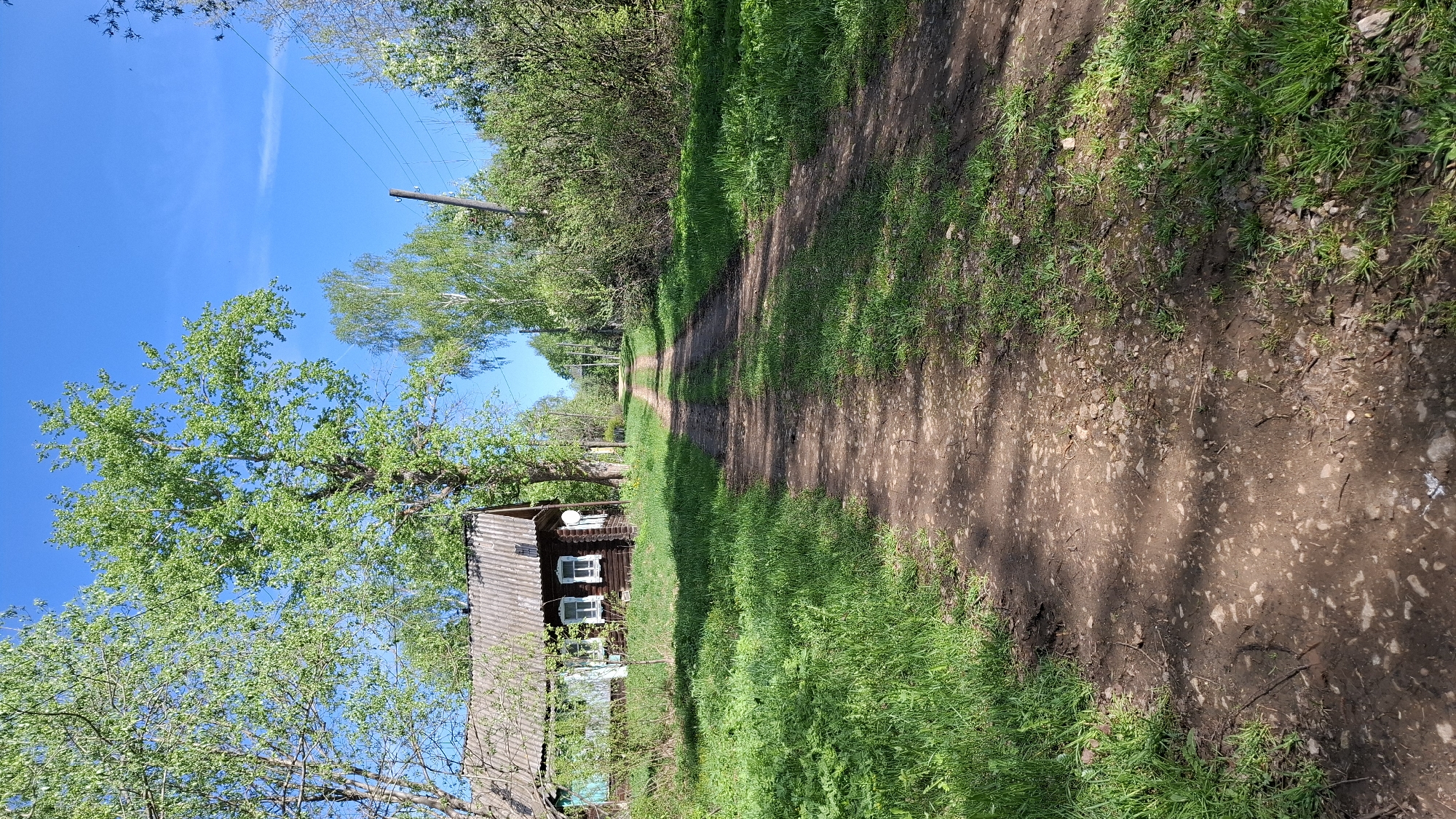 The image depicts a rural scene likely located in or near Шешурга, Russia, characterized by a dirt road leading into the distance. On the left, a small, wooden house with white-framed windows is partially obscured by a large tree with vibrant green foliage. The sky is clear and blue. Power lines are visible above the trees. The road is flanked by patches of green grass and foliage, suggesting a natural, unkempt environment. There are no people visible in the image. The scene evokes a sense of rural tranquility and is defined by the simple architectural style of the house and the natural elements of the surrounding environment.