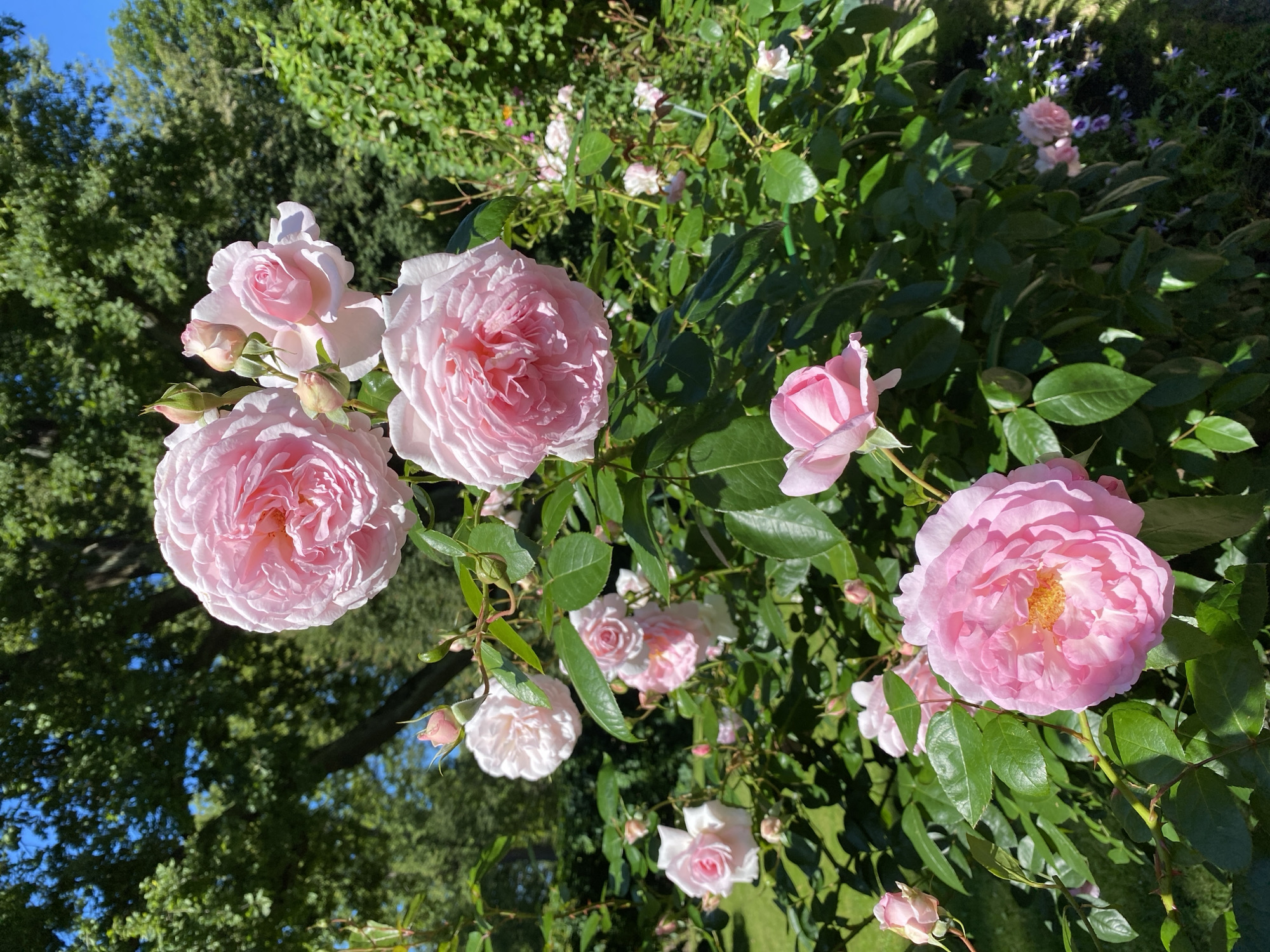 This is a close-up, eye-level, outdoor, daytime shot of a cluster of pink roses in bloom, set against a backdrop of lush green foliage and a bright blue sky. The roses vary in their stage of bloom, with some fully open, revealing intricate petal formations and hints of yellow at their centers, while others are tightly budded. The leaves are a vibrant green, some casting shadows on the petals, suggesting a sunny day. The overall impression is one of a well-maintained garden, likely in a park or estate. The image is in focus, with the roses being the primary subjects, and the background slightly blurred, creating a shallow depth of field. There are no people or animals visible in the frame. The presence of such cultivated roses suggests a formal garden setting, possibly within a historical estate. Given the context of Peterhof, Russia, this image is likely from the famous Peterhof Palace gardens, known for their extensive floral displays and manicured landscapes.