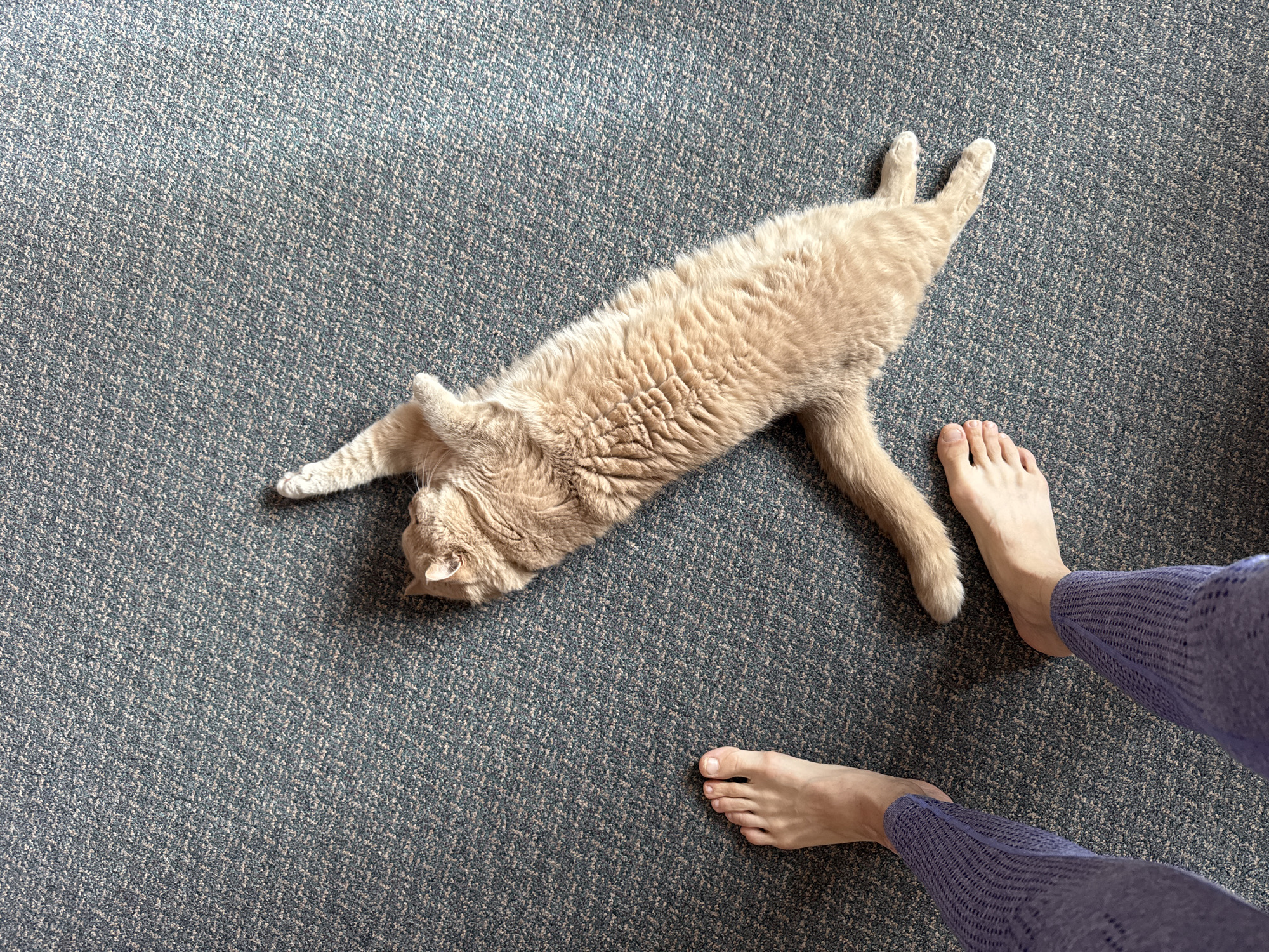An overhead shot shows a ginger cat lying stretched out on a blue carpet. The cat is positioned diagonally across the frame, with its head facing left and its hind legs extended to the right. Next to the cat's head is a human foot wearing a purple knitted sock. Another human foot is visible to the left of the cat, also wearing a purple knitted sock. The carpet has a speckled pattern of blue and lighter threads. The lighting suggests an indoor environment, possibly a living room. The scene is static and shows a moment of relaxation.