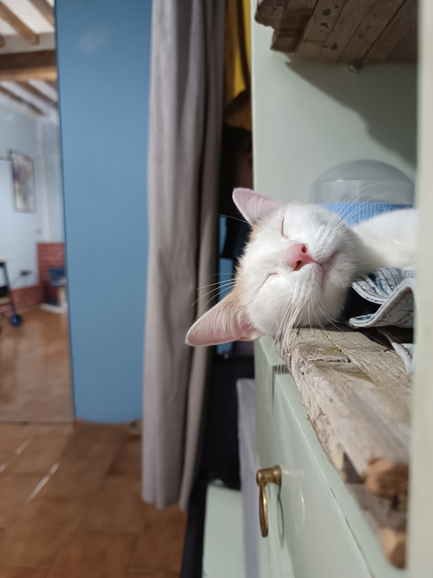 A white cat with light brown markings on its head and ears sleeps peacefully on a rough wooden surface. The cat's eyes are closed, and its pink nose is visible. It is lying on its side, with its head resting on a folded piece of blue and gray fabric. In the background, a blue wall and a tan curtain are visible. To the left of the cat, a blurry doorway leads to another room with wooden flooring and a light blue wall. The image appears to have been taken indoors, possibly in a residential setting. No specific details about Viadana, Italy are present in the image.