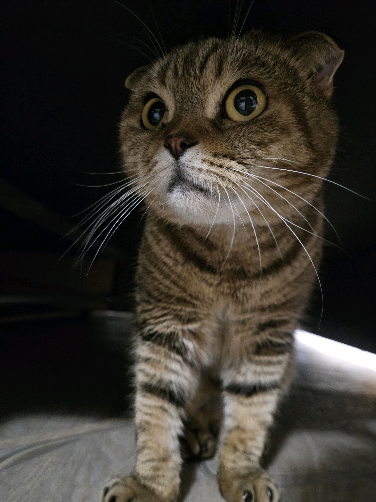 The image shows a close-up of a tabby cat with large, yellow eyes, looking up and to the left. The cat has folded ears and prominent white whiskers. It is positioned low to the ground, with its front paws visible. The background is dark and out of focus, with a sliver of light visible on the right side, suggesting the cat might be looking out from under something. The floor appears to be made of light-colored wood or laminate. There is no discernible location in the city of Ulyanovsk, Russia, or any other specific geographic information evident in the image. The scene is limited to the cat and its immediate surroundings.