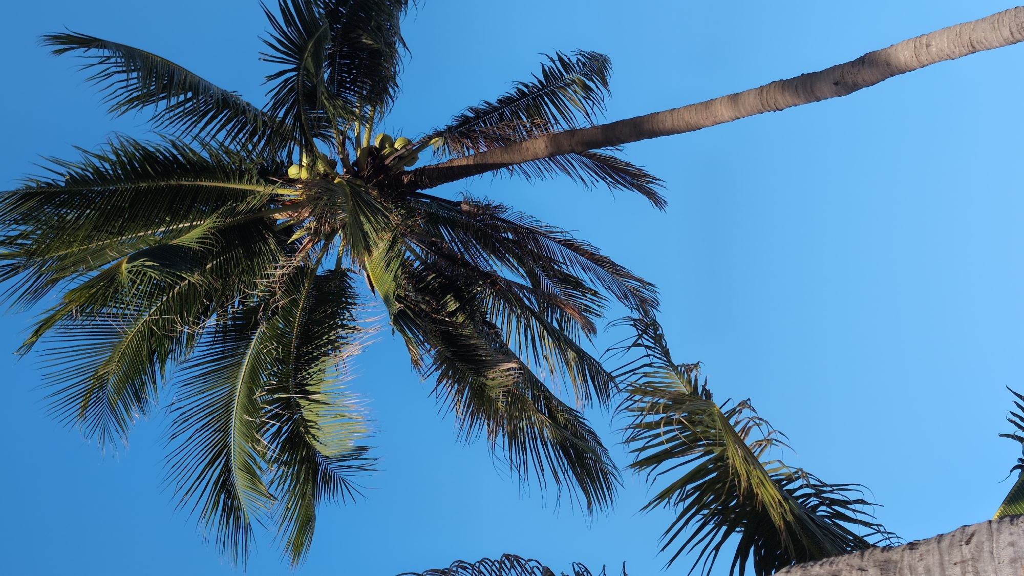 The image shows several palm trees against a clear blue sky. The main subject is a tall coconut palm tree with a rough, textured trunk and numerous fronds. Several green coconuts are visible clustered near the top of this tree. Other palm trees are partially visible, with their fronds reaching into the frame from the left and bottom. The scene is outdoors, likely in a tropical or subtropical climate given the presence of palm trees. The sky is uniformly blue and cloudless. There are no people or discernible actions depicted. The image appears to be taken from a low angle looking upwards into the trees and sky. The lighting suggests it is daytime, possibly late morning or afternoon, with sunlight casting shadows on the tree trunks and highlighting the green of the fronds and coconuts.