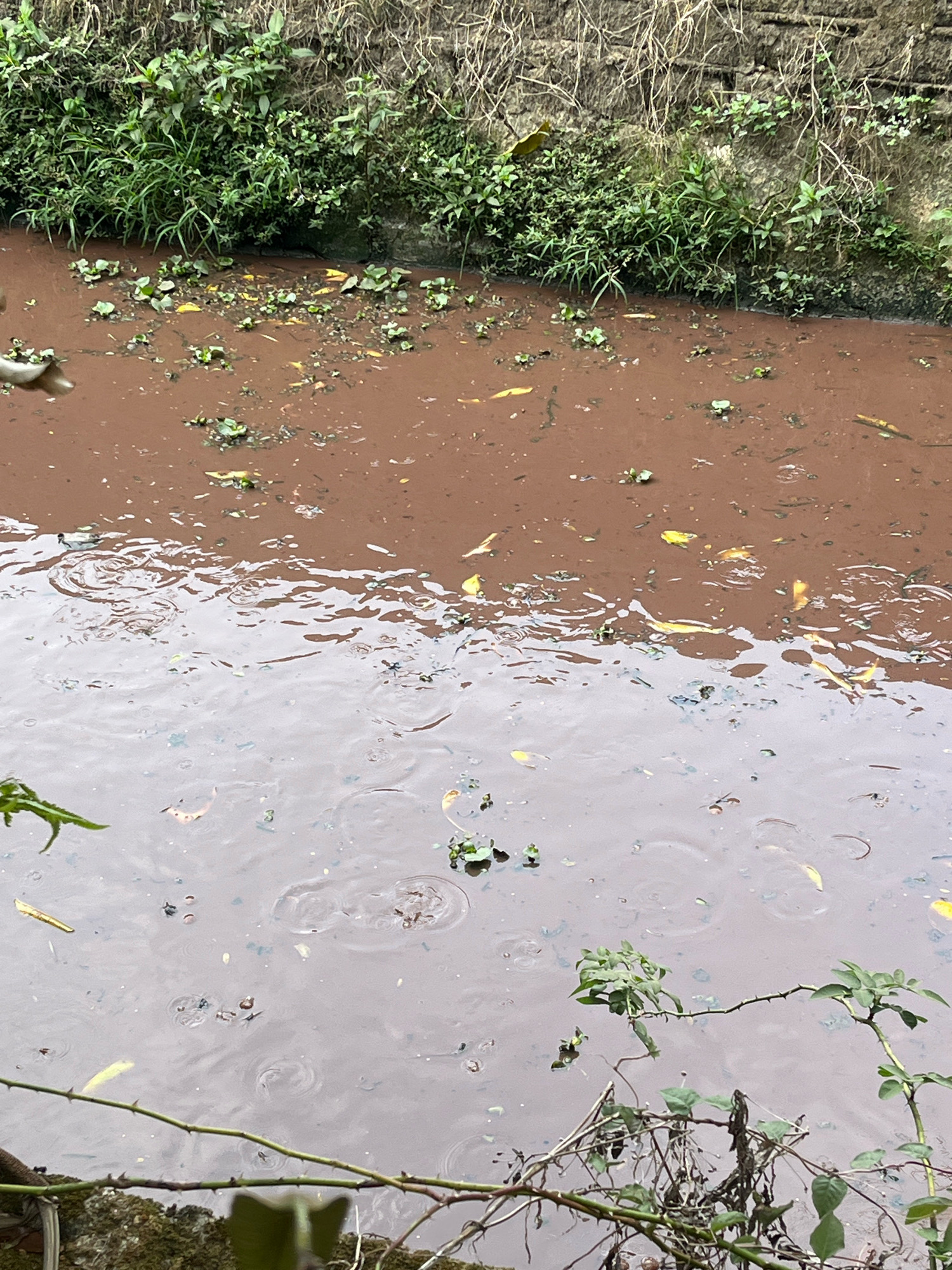 The image depicts a muddy canal in Muara Dua, Indonesia, filled with brown water and scattered debris. The canal is bordered by overgrown vegetation on one side and a textured wall, possibly made of stone or concrete, on the other. Small green plants and yellow leaves float on the surface of the water. Raindrops are visible, creating ripples in the muddy water. In the foreground, thorny branches of a plant extend into the frame, obscuring the bottom of the canal. The scene suggests a neglected urban environment.