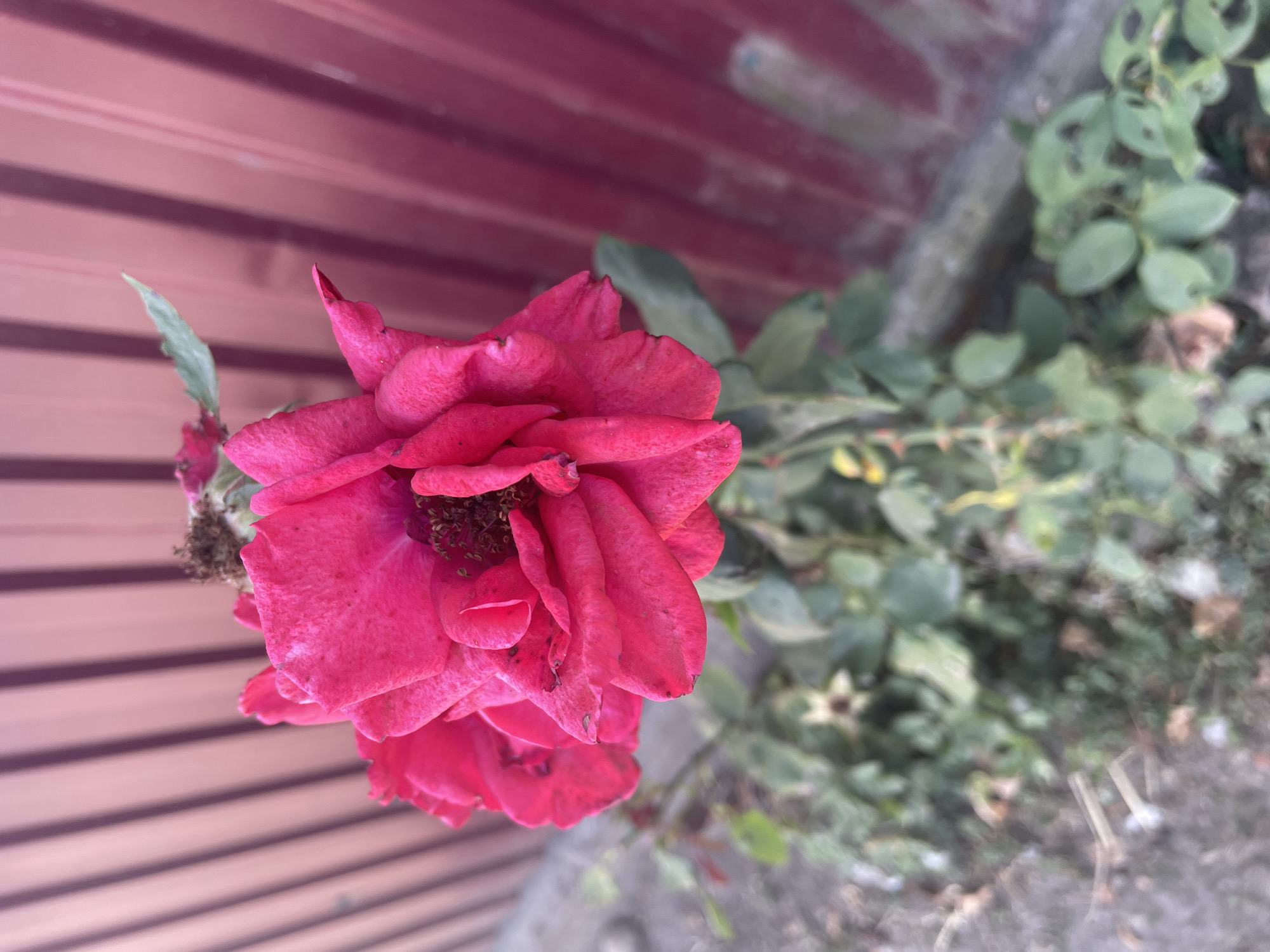 The image depicts a close-up, eye-level shot of a vibrant pink rose in bloom. The rose has multiple layers of petals, some of which are slightly wilted or damaged, with visible dark spots on the petals. The center of the rose is dark and appears to contain dried stamens. Behind the rose, a blurred background consists of lush green foliage, some of which is also showing signs of age or damage. Further in the background, a vertical ribbed metal fence, painted a deep crimson or burgundy color, is visible and slightly out of focus. The ground beneath the rose plant is a mix of dirt and debris. The lighting suggests it is daytime, with natural light illuminating the scene. The image does not contain any people or specific indicators of the city of Shpykolosy, Ukraine, beyond what has been provided as context.
