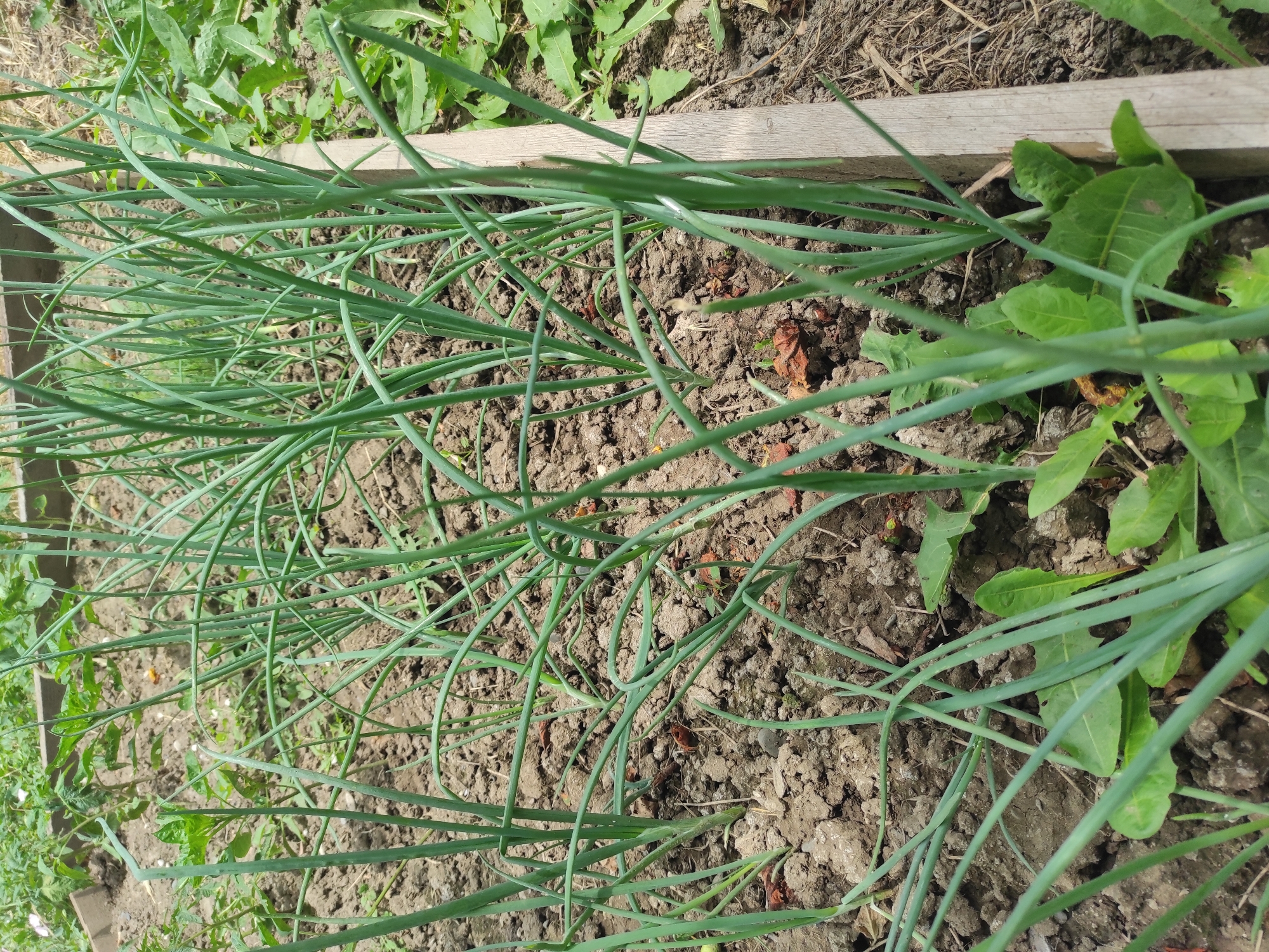 A close-up, eye-level shot shows a raised garden bed filled with young green onions growing in dark, loamy soil. The onions are densely planted, with long, thin green stalks that arch and intertwine. The soil is mostly bare, with some fallen leaves and small clumps of dry organic matter visible. To the right, a weathered wooden border of the raised bed is partially visible, running vertically along the edge of the frame. In the background, out of focus, other plants and greenery can be seen, suggesting a larger garden or natural area. The lighting is natural, indicating an outdoor scene during daylight hours. There are no people or animals present in the image. The scene appears to be in Alkhan-Yurt, Russia.