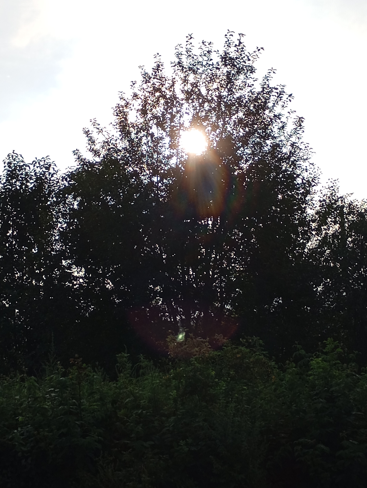 The image captures a low-angle view of dense, dark green foliage in the foreground, with the top portion of the frame dominated by the silhouette of a large tree against a bright, overcast sky. The sun is partially obscured by the tree's leaves, creating a lens flare effect with a rainbow-like halo. The scene appears to be an outdoor natural setting, possibly a park or wooded area, with no discernible structures or people. The city of Фоки, Russia is mentioned, but the image itself does not provide specific geographical markers to confirm this location.
