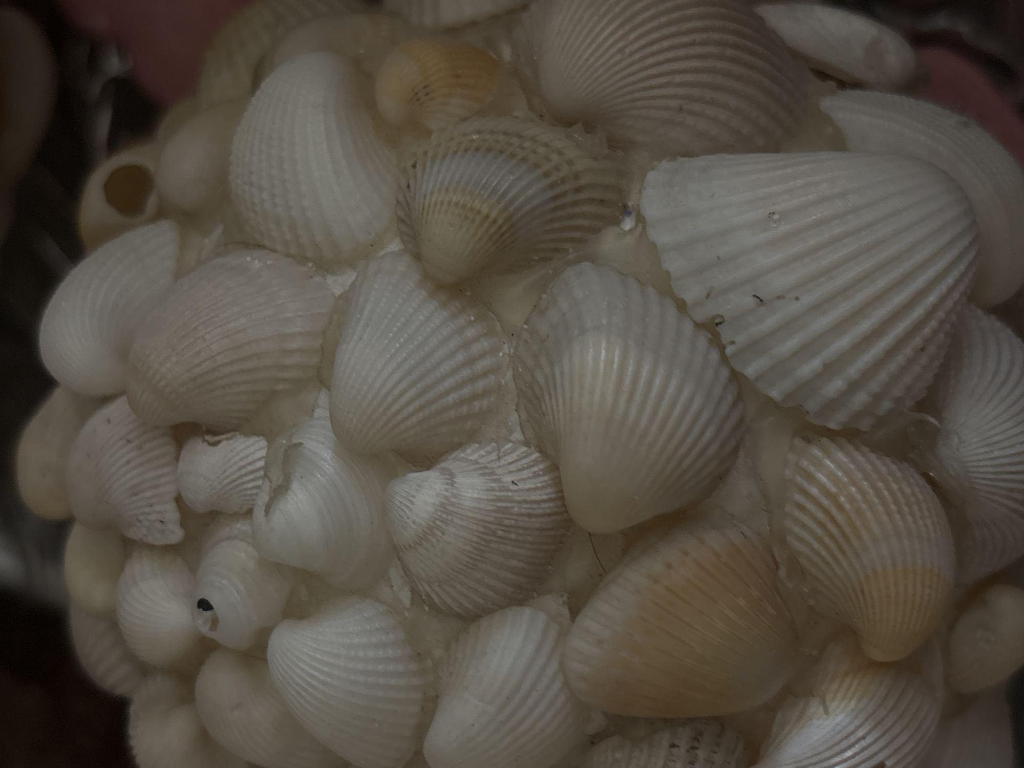 A cluster of scallop shells forms a spherical shape. The shells are primarily white with some exhibiting hints of yellow or tan. The shells are arranged closely together, creating a dense texture. The scene is devoid of people, and the environment is not explicitly detailed, beyond the presence of the shells. No information is provided about the location in San Bernardino Tlaxcalancingo, Mexico.