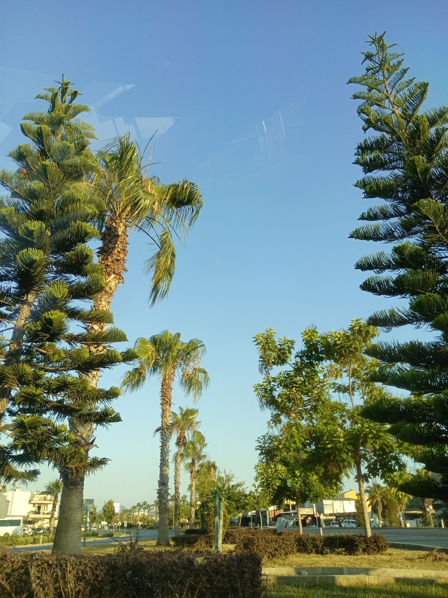 The image shows a street scene in Gazipaşa, Turkey, with a clear blue sky. Several types of trees are visible, including tall pine trees with layered branches and palm trees with rough trunks. In the foreground, a dark, bushy hedge lines the edge of a grassy area. Beyond the hedge, a road runs parallel to a sidewalk, with a few vehicles, including a white bus and a white van, parked or driving on it. Buildings with light-colored facades and some construction materials are visible on the left side of the street. The overall impression is a bright, sunny day in a Mediterranean coastal town.