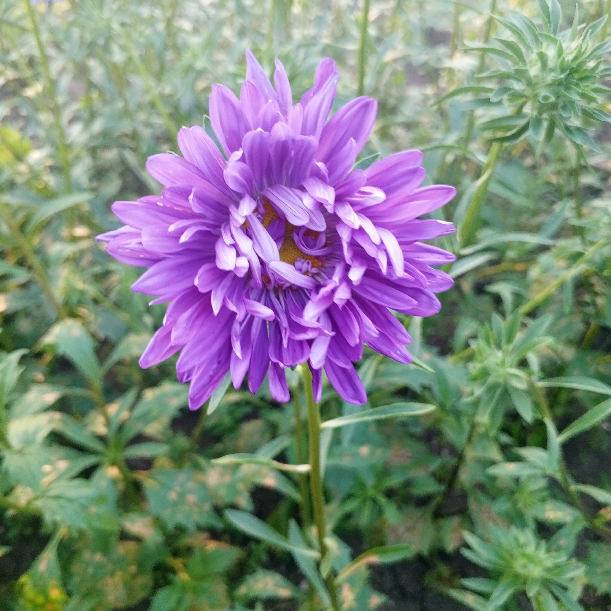This is a close-up, eye-level, outdoor photograph of a single, vibrant purple aster flower in full bloom. The flower is the primary subject and is centrally positioned in the frame. Its numerous, delicate petals are layered and slightly curled, revealing a yellowish-orange center. The background consists of out-of-focus green foliage and stems, indicating a garden or natural setting. The lighting appears to be natural daylight, creating soft shadows and highlighting the texture of the petals. There are no people or animals visible in the image. The scene is static and peaceful, focusing solely on the floral subject. There is no information within the image to suggest its location in Sayanogorsk, Russia.