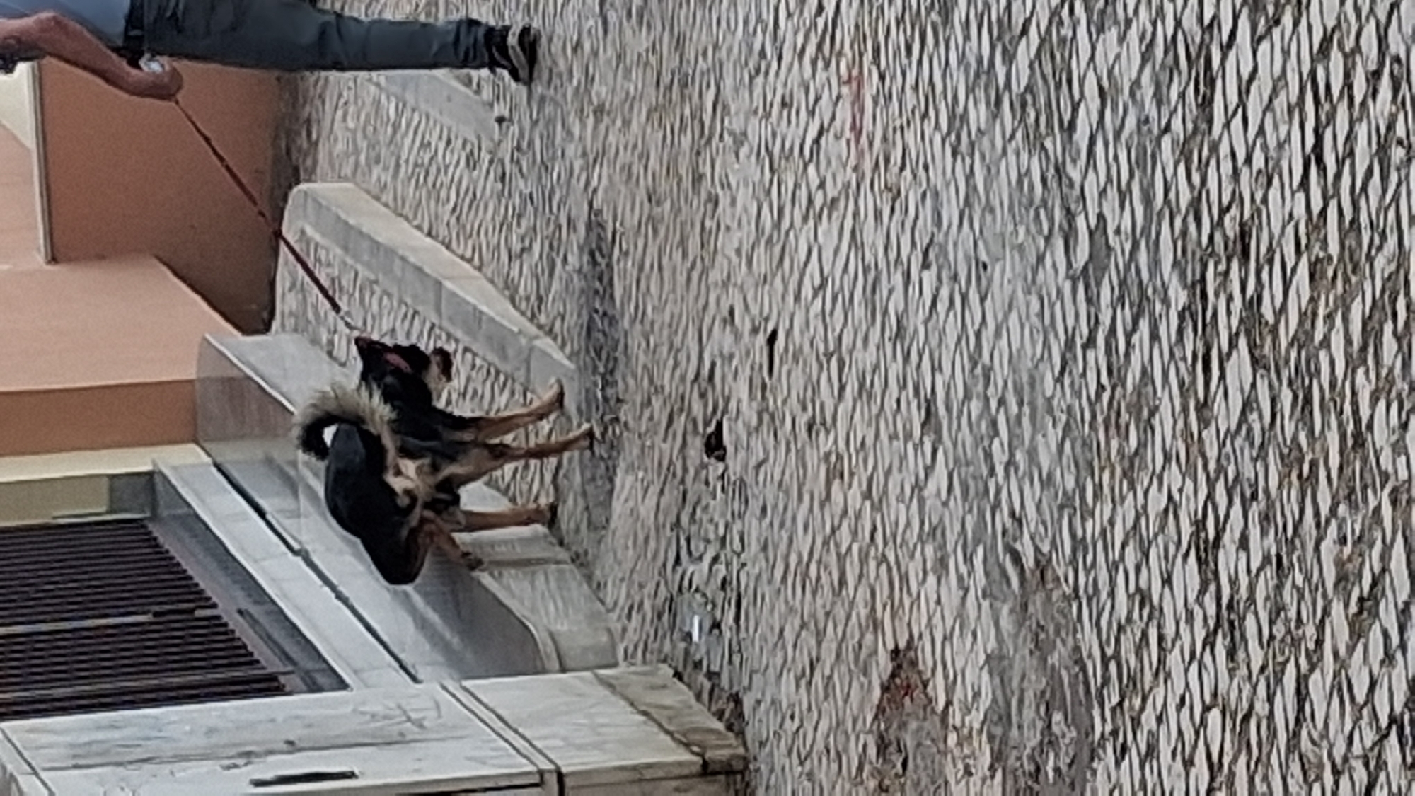 A person, partially visible, is walking their dog on a leash. The dog is a medium-sized breed with black and tan fur, and appears to be a German Shepherd mix. It is sitting on a ledge, with its paws extended. The scene is outdoors, with a textured wall in the background and a railing or edge of a building in the foreground. There are some metal grates visible at the bottom of the image. The lighting suggests it could be daytime. There is no visible text. The setting appears to be an urban environment, possibly a walkway or patio area.