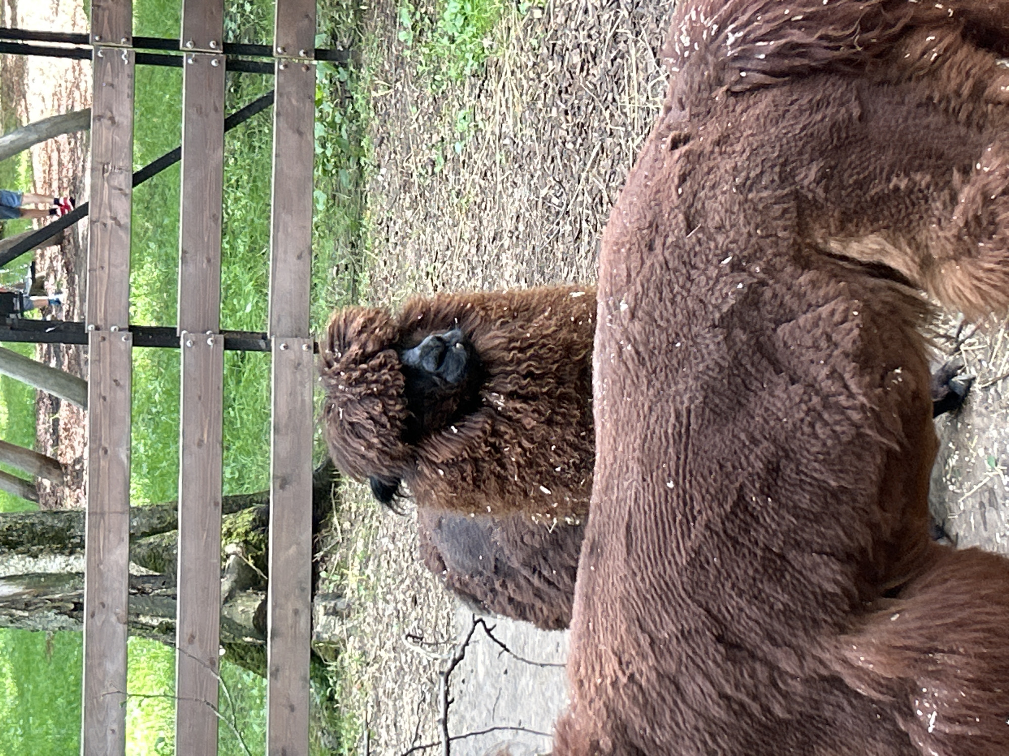 In Lapshinka, Russia, a brown alpaca with a shaggy mane stands behind another alpaca whose back is in the foreground. The alpacas are in an outdoor enclosure with a wooden fence in the background. The ground is covered in wood chips and some green vegetation. In the background, two children are visible near some playground equipment.