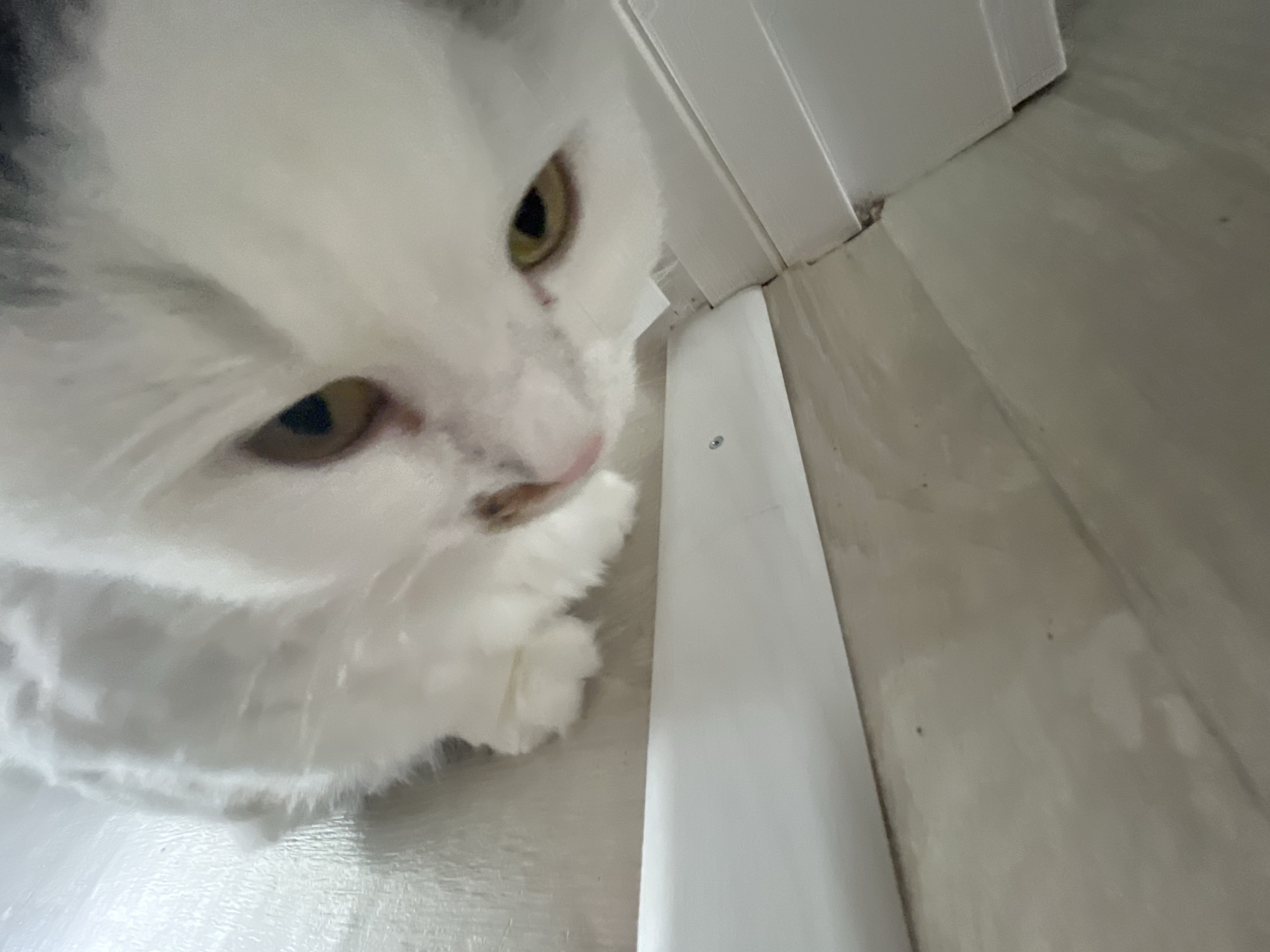 The image is a close-up shot of a white cat's face, looking down and to the right. The cat has green eyes and some gray markings on its head. Its fur appears fluffy and soft. The cat is positioned in the foreground, and the background is out of focus, showing a corner where a white wall meets a light-colored floor. There is a thin white trim running along the base of the wall. The lighting appears to be indoor lighting, possibly from overhead. The overall impression is of an intimate and perhaps curious moment captured with the cat. No text is visible in the image.