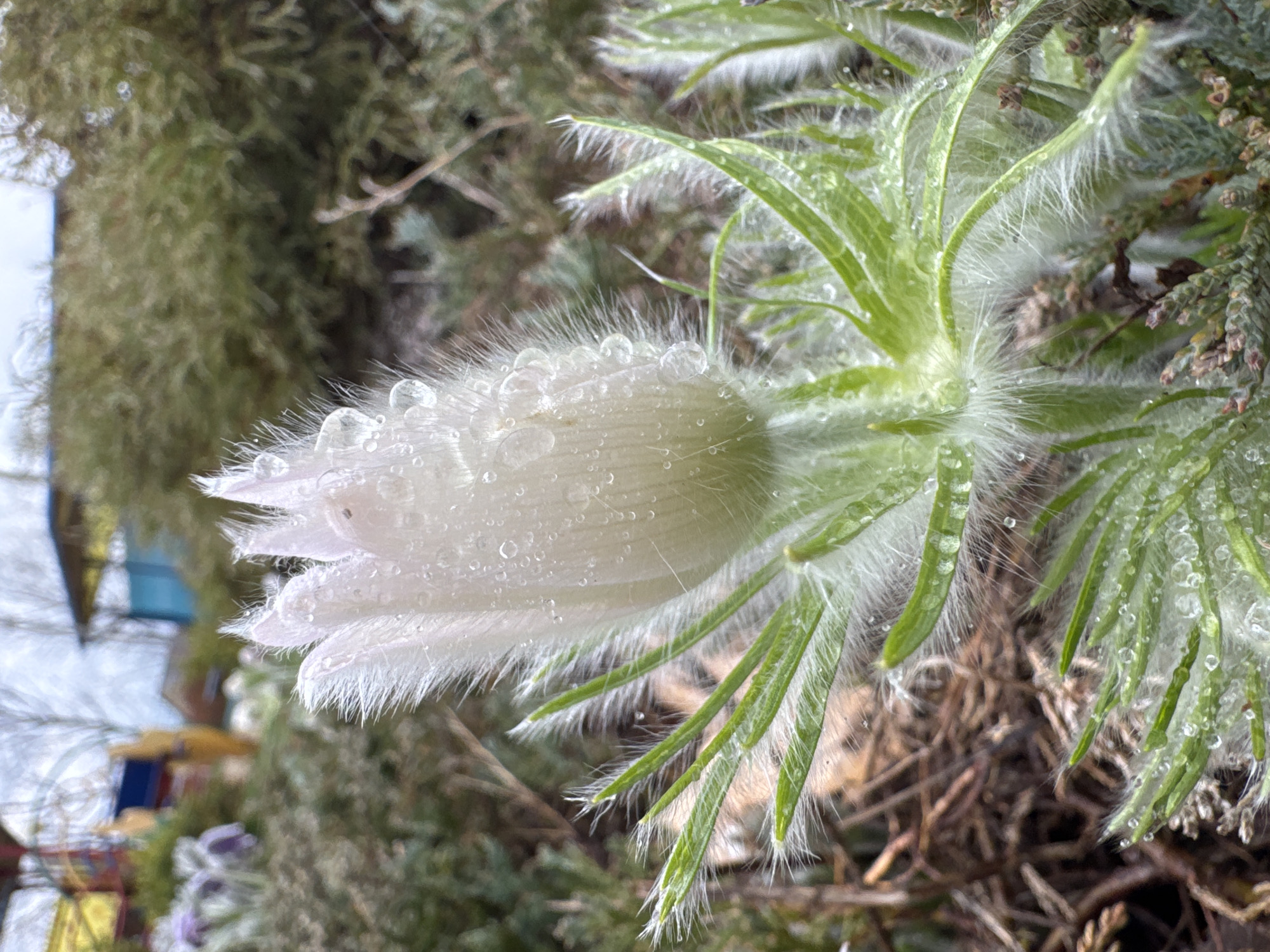 A close-up photograph, taken outdoors, features a white, budding flower covered in droplets of water. The flower is slightly angled, positioned towards the top right corner of the frame. It is surrounded by fuzzy green leaves and foliage, also adorned with water droplets. In the background, out of focus, is a mix of green shrubbery and hints of colorful objects. The photograph, based on location metadata, was taken in the city of Kurganinsk, Russia.
