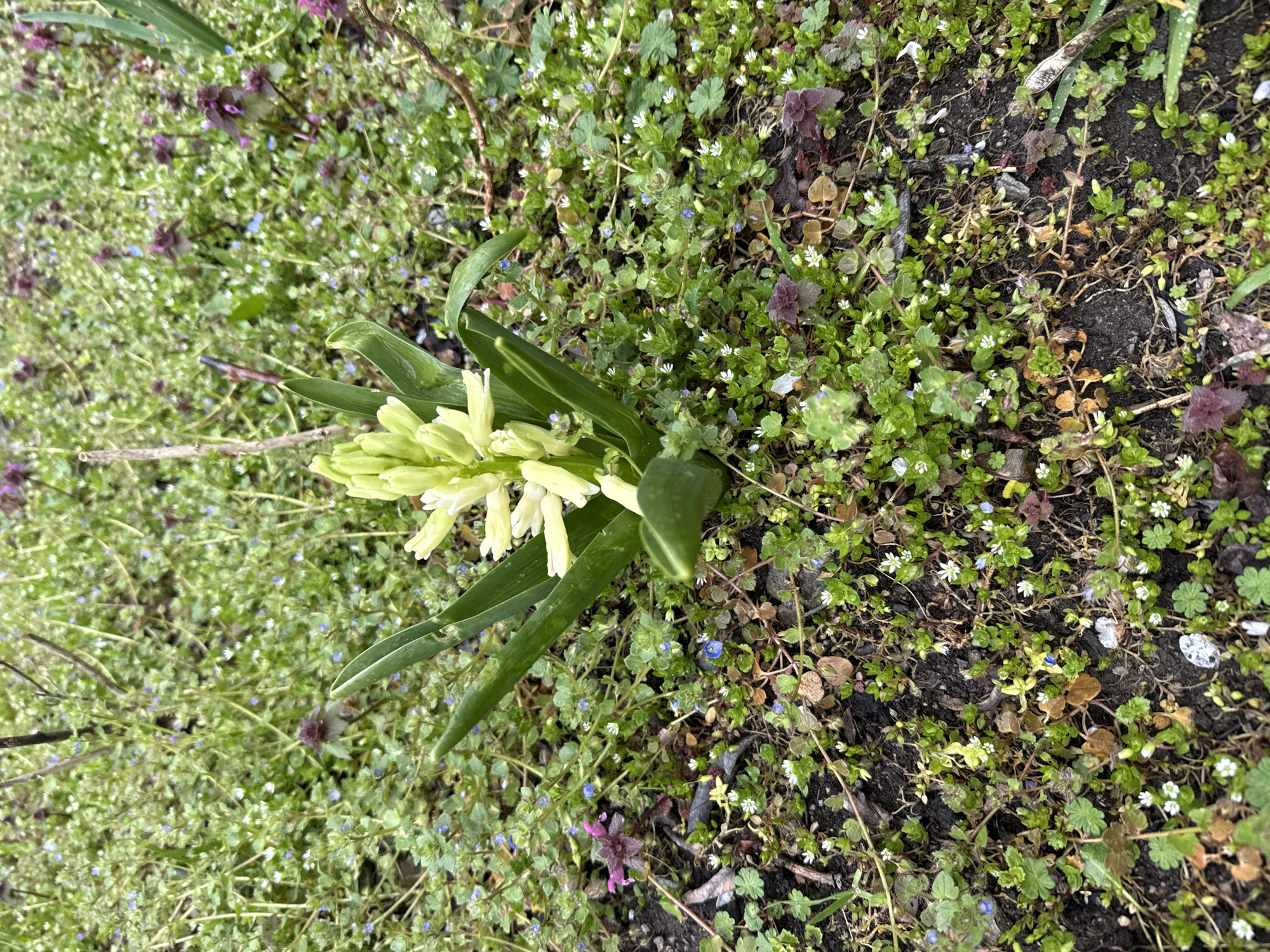 The image shows a close-up of a garden bed. A light yellow hyacinth is in bloom, surrounded by green leaves. Several types of low-growing ground cover plants, including small white and blue flowering varieties, are scattered across the soil. Some purple-leaved plants are also visible. The soil appears moist and dark. There is no evidence to provide the location within Sofia, Bulgaria. There are no people, actions, or interactions in the scene.