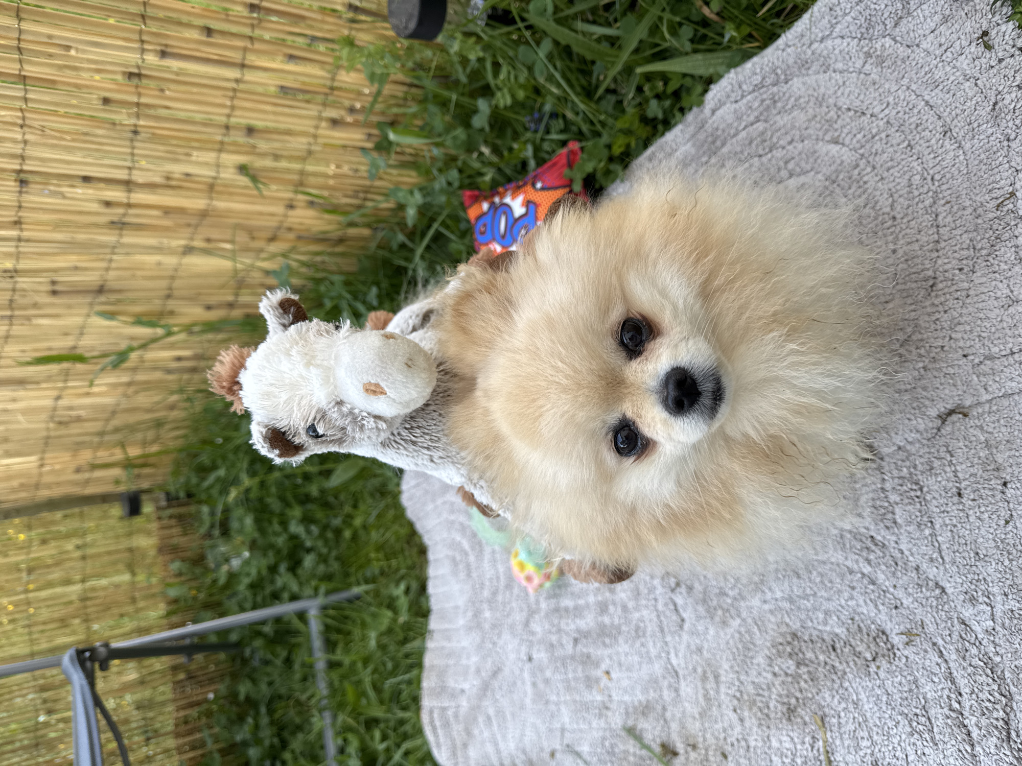 A cream-colored Pomeranian dog sits on a light gray towel outside, wearing a plush toy cow around its neck. The backdrop includes a bamboo fence, grass, and a red and blue "POP" comic-style toy or bag. The location is undetermined as to whether it is Bietigheim-Bissingen, Germany.