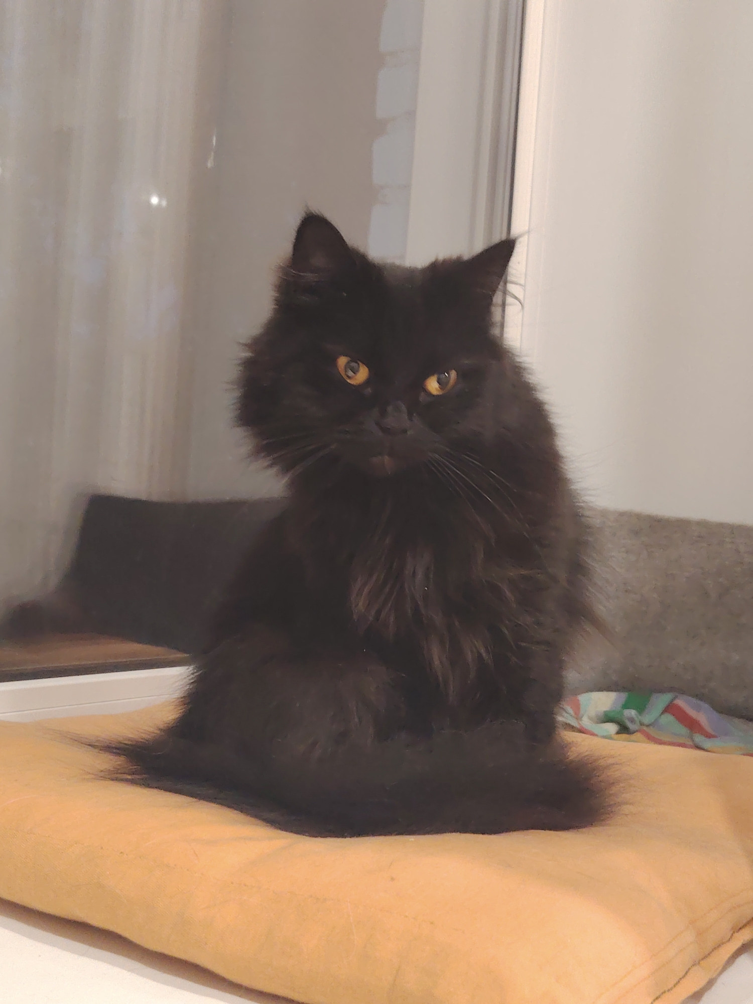 A black cat with long fur and yellow eyes sits on an orange cushion. The cat is positioned in the center of the frame, looking directly at the camera. Behind the cat, a blurred background shows a window with vertical blinds and a hint of furniture. The overall lighting is soft and diffused. The scene is indoors.