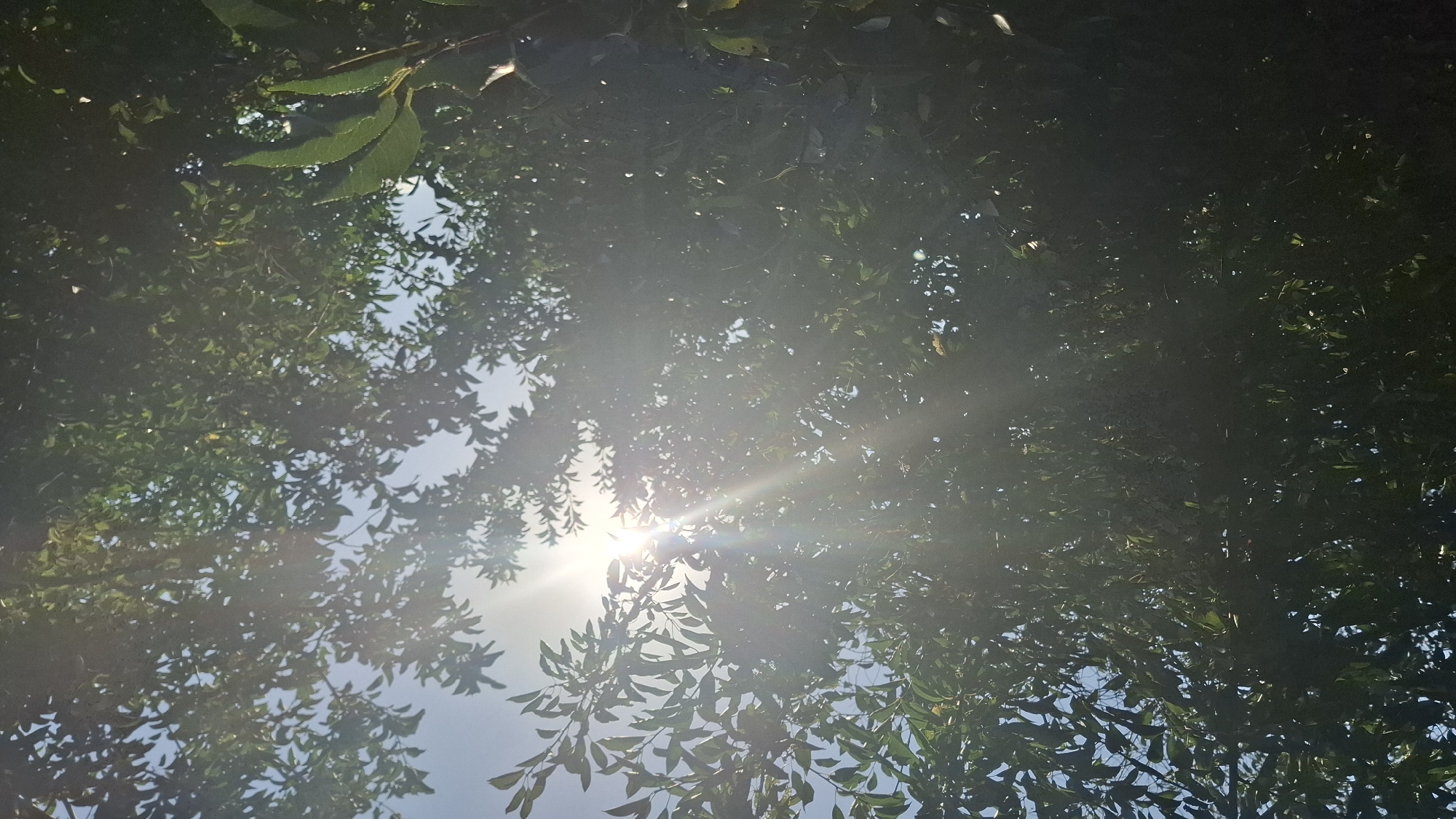 The image is a low-angle shot looking up through the leaves of trees towards a bright sun. The sun is positioned in the upper center of the frame, emitting strong rays and lens flare that obscure some of the foliage. The leaves are predominantly green and appear to be part of deciduous trees. The sky is visible in patches between the leaves and is a clear light blue. Some of the leaves are backlit by the sun, creating a luminous effect. The overall scene suggests an outdoor environment, likely a park or a residential area with mature trees, under bright daylight conditions. The location of Шұбарсу, Kazakhstan is not visually evident from the image itself.