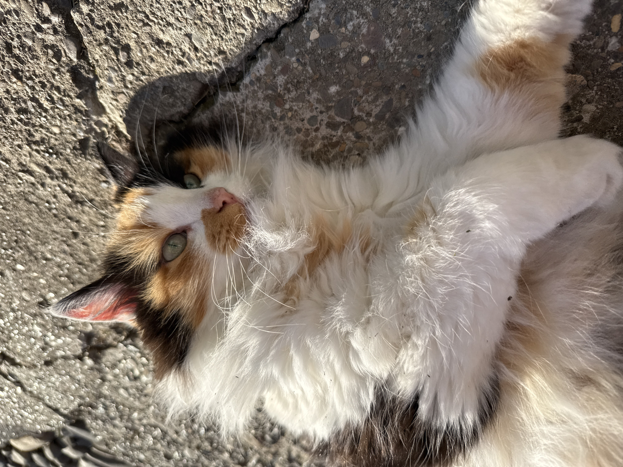 This media file shows a calico cat lying on its back on a rough, grey, textured surface, possibly concrete or asphalt, with cracks and pebbles visible. The cat is facing upwards and to the left, with its body angled towards the right. It has green eyes and its fur is a mix of white, orange, black, and brown. The cat appears relaxed and possibly enjoying the sunlight. The lighting suggests it is daytime, with strong shadows indicating a sunny environment. The surface appears to be outdoors, given the texture and the sunlight. There is no visible text.