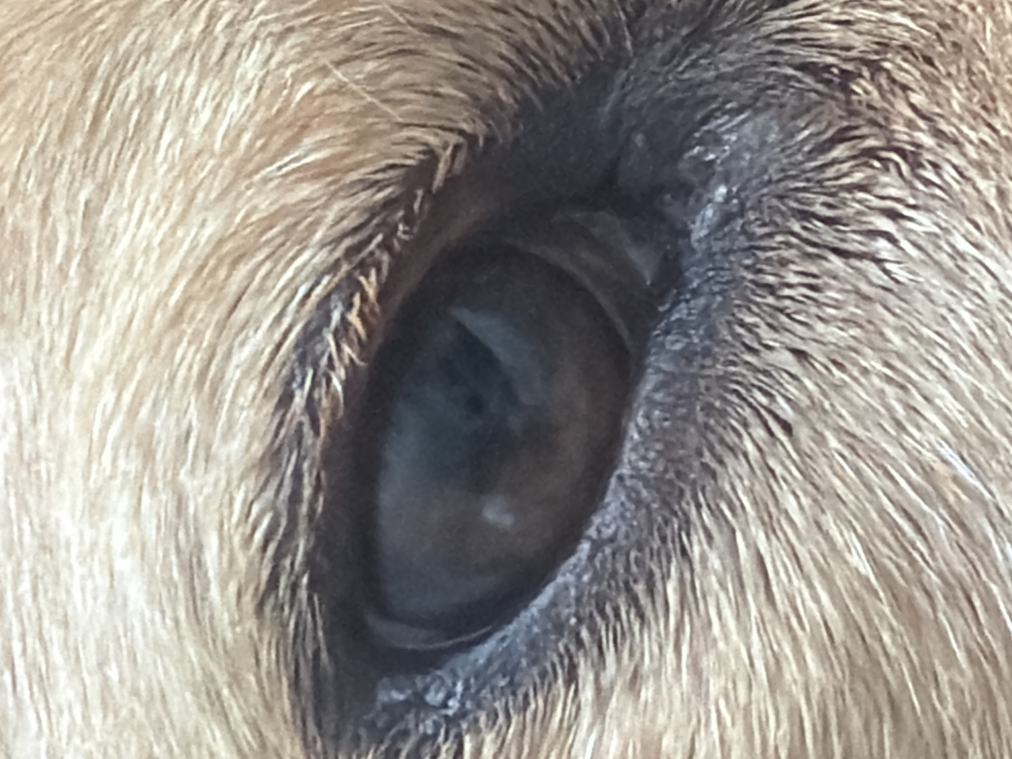The image is a close-up, macro photograph of a dog's eye. The eye is dark brown with a visible pupil and a subtle reflection. Surrounding the eye are light brown and tan hairs, likely from the dog's fur. The texture of the fur is apparent, with individual strands visible. The lighting suggests an indoor or shaded outdoor environment, as there are no harsh shadows. The image is focused on the eye and immediate surroundings, with no other elements of the environment or location discernible.