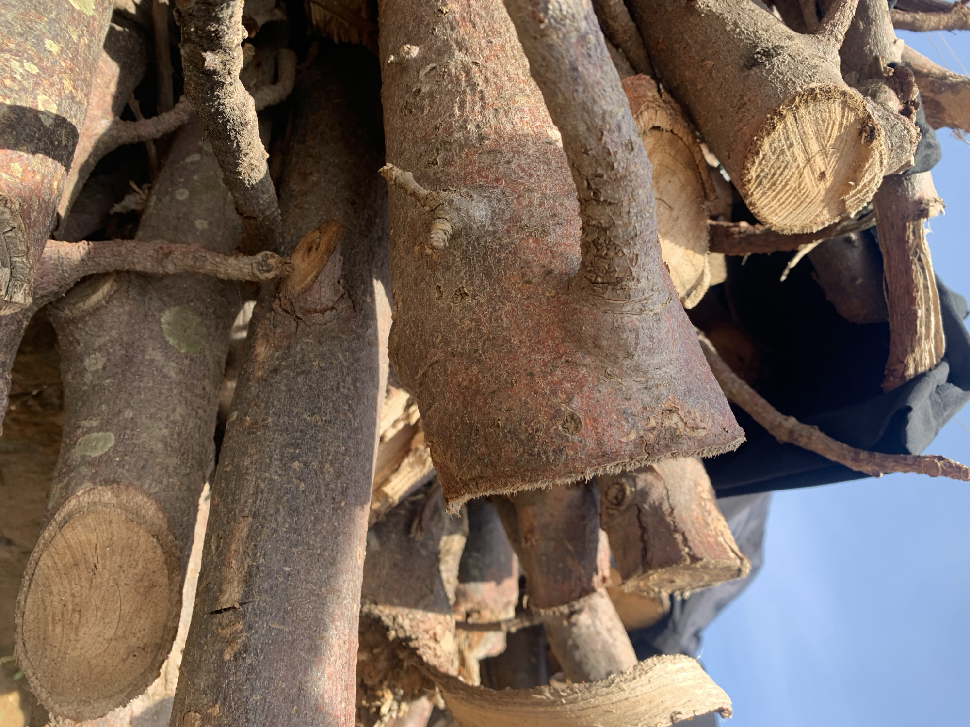 This image captures a close-up view of a substantial pile of cut tree branches and logs in Rafin Par, Nigeria. The wood pieces, varying in diameter and length, are stacked haphazardly, creating an intricate pattern of intersecting forms. The bark on the logs displays rough textures, primarily in shades of reddish-brown, dark brown, and gray, with some lighter, possibly lichen-covered, patches. Several prominent logs exhibit freshly cut ends, revealing distinct concentric growth rings and radial grain patterns.
In the upper portion of the frame, behind the stacked wood, a segment of clear, bright blue sky is visible, indicating an outdoor setting under natural daylight. Directly beneath the visible sky and partially obscured by the wood, a dark, likely black, tarp or fabric material is present, suggesting covered storage or a different background element. No individuals are visible within the frame, and no specific actions or interactions are depicted beyond the static arrangement of the wood. The scene is illuminated by strong, direct sunlight, creating sharp contrasts and highlighting the textural details of the wood.