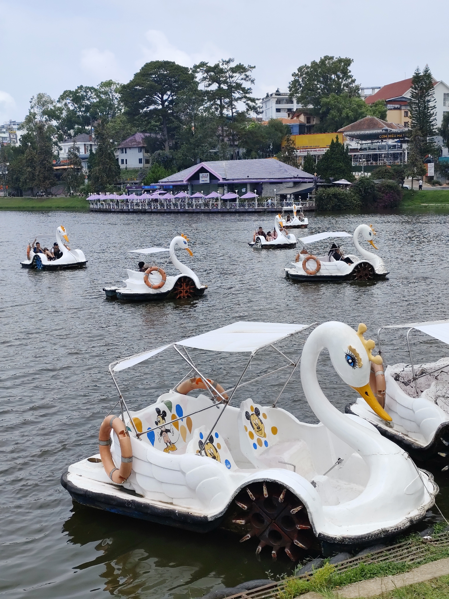 This medium eye-level shot captures a picturesque and leisurely scene on a lake in Da Lat, Vietnam, under an overcast sky. The foreground is dominated by large white swan pedal boats, a popular recreational activity. One boat, prominent in the lower-left, has seats decorated with colorful Mickey Mouse characters and an orange life ring attached to its side, along with a white canopy providing shade. Another similar boat is partially visible to its right.
Scattered across the dark, rippling water are several more swan pedal boats, each carrying passengers. To the left, a boat with a blue paddle wheel holds two people, while another closer to the center, featuring a brown paddle wheel and a life ring, has two occupants enjoying the ride. Additional boats are visible further out on the lake, suggesting a bustling day for boat rentals.
The far bank of the lake is lined with lush green foliage and numerous buildings. A distinctive feature is a long, modern structure with a dark roof and a walkway extending over the water, covered by a series of vibrant purple umbrellas. People are visible seated at tables beneath these umbrellas, indicating a lakeside restaurant or cafe. Further up the hill, a cluster of residential-style buildings and taller trees create a scenic backdrop. One building on the distant shore clearly displays a sign in Vietnamese, "CƠM NIÊU MAI HỒNG," confirming the location context of Da Lat, Vietnam. The overall impression is one of a relaxed daytime outing, with visitors enjoying the tranquil lake environment.