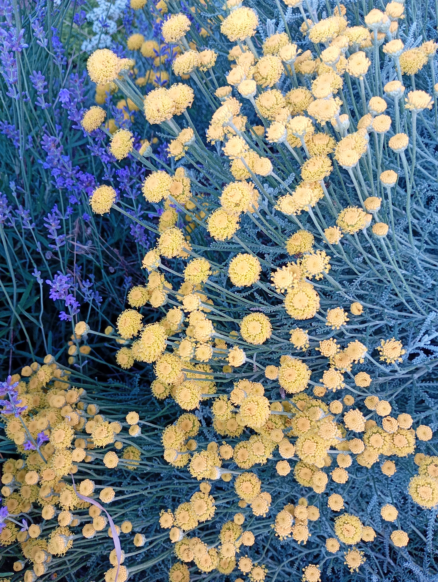 In Avanhard, Ukraine, a close-up, overhead shot captures a vibrant tapestry of flowers. Lavender, with its characteristic purple blooms, intertwines with clusters of small, bright yellow button-like flowers. The foliage of both plants appears a cool, desaturated blue-green, creating a striking contrast. The scene is densely packed with blooms and stems, suggesting a flourishing garden or natural overgrowth. No people or animals are visible.