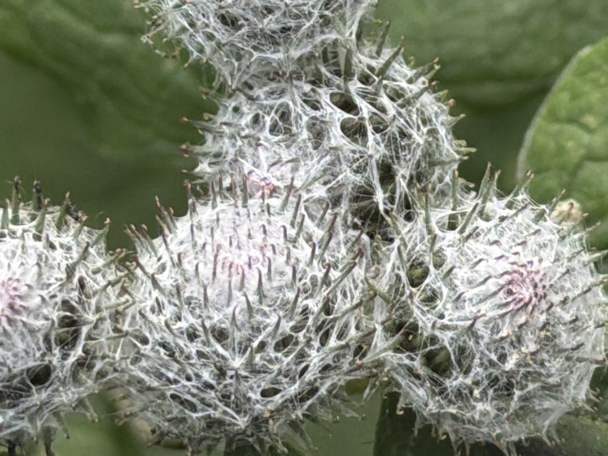 A close-up, macro photograph captures a cluster of thistle burrs, heavily covered in a thick, white, web-like material, possibly spider silk or a fungal growth. The burrs themselves are green with sharp, dark spines. At the center of the top burr, faint purple florets are visible. The background is a soft, out-of-focus blur of green foliage. The image is a detailed study of the texture and form of the burrs and their covering, with no discernible geographical indicators that would place it in Tyumen, Russia.