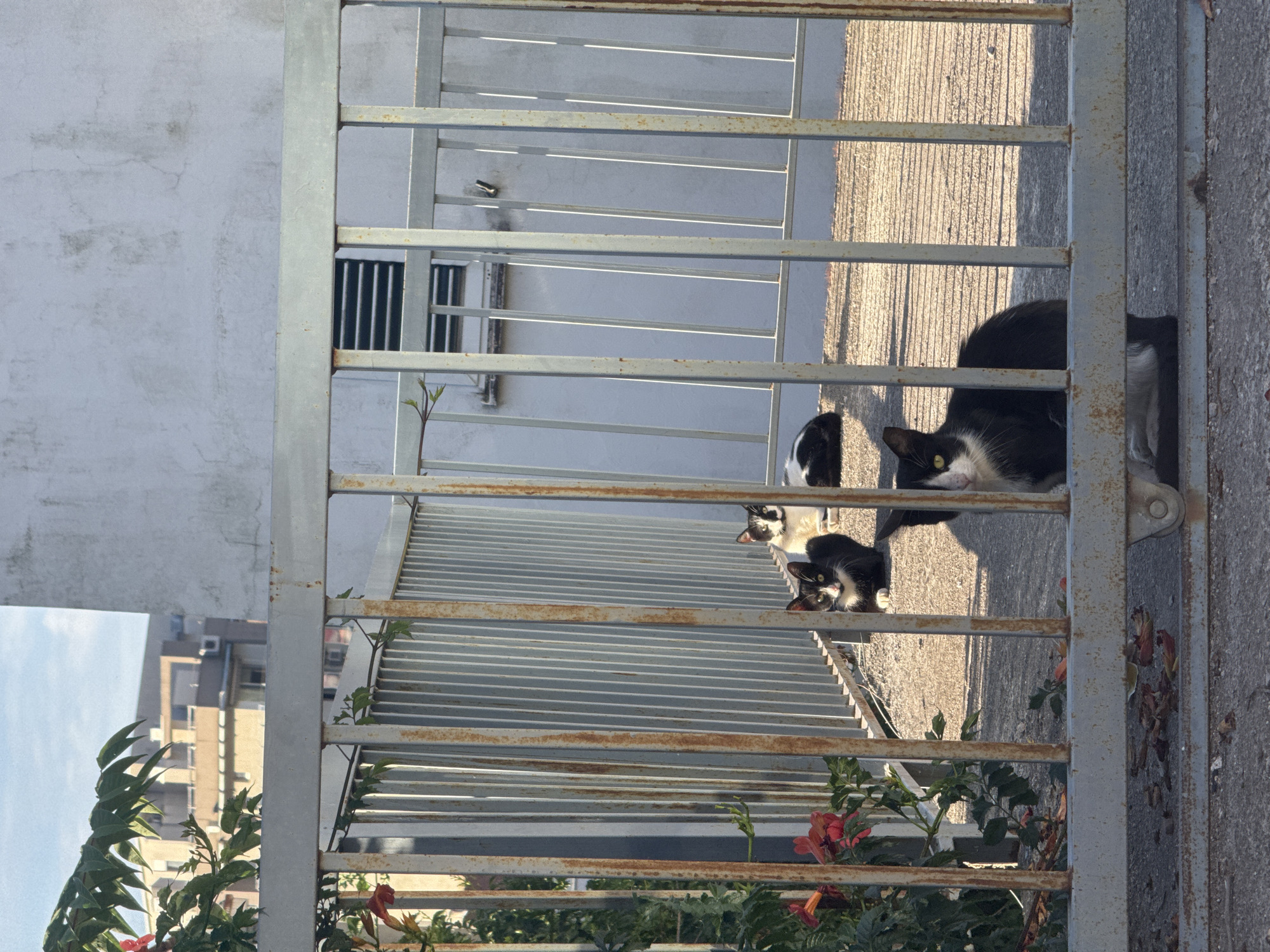 A fenced outdoor area in Budva, Montenegro, features four cats. Two black and white cats are positioned in the foreground, one sitting and looking directly at the camera, and another to its left also looking forward. Behind them, further into the frame and beyond a vertical metal railing, a third black and white cat is lying down, and a fourth cat, predominantly white with black markings, is also resting. The ground is paved, and a building with horizontal window blinds is visible in the background. Green foliage with red flowers is present to the left of the frame. The fence itself is made of metal bars with visible rust.