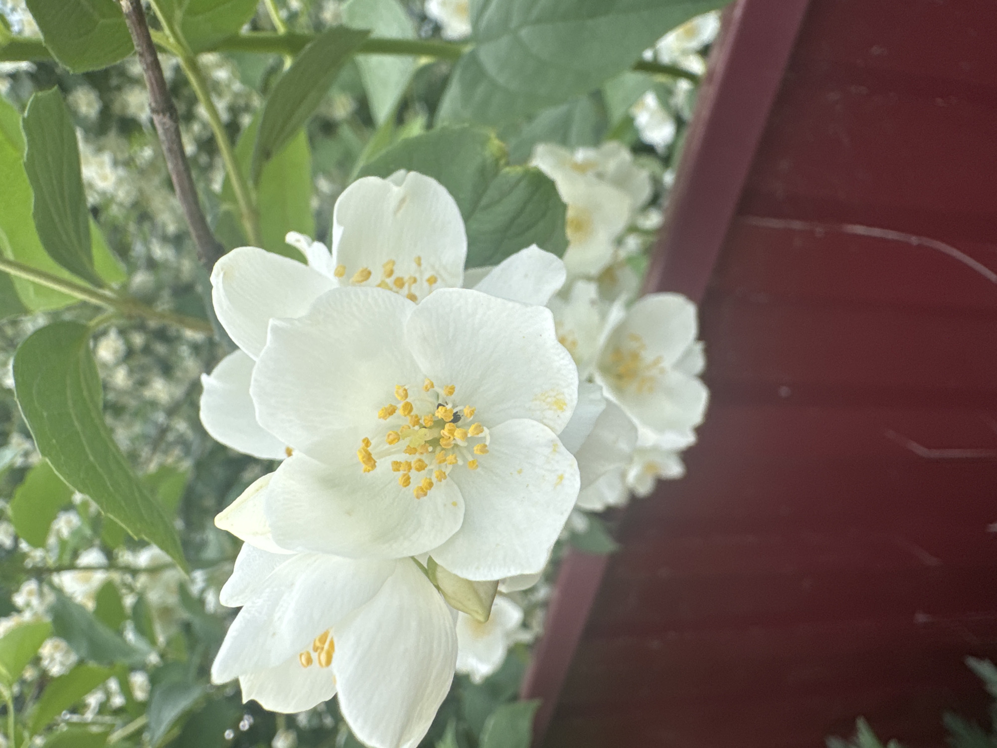 In Chastyye, Russia, a close-up photograph captures a cluster of white jasmine flowers in full bloom. The flowers, with their delicate petals and bright yellow stamens, are the focal point, positioned in the upper half of the frame. They are surrounded by lush green leaves and branches, suggesting a garden or natural setting. In the lower portion of the image, a deep red fence provides a contrasting backdrop. The lighting suggests it is daytime, with soft, natural light illuminating the scene. No people are visible in the image.