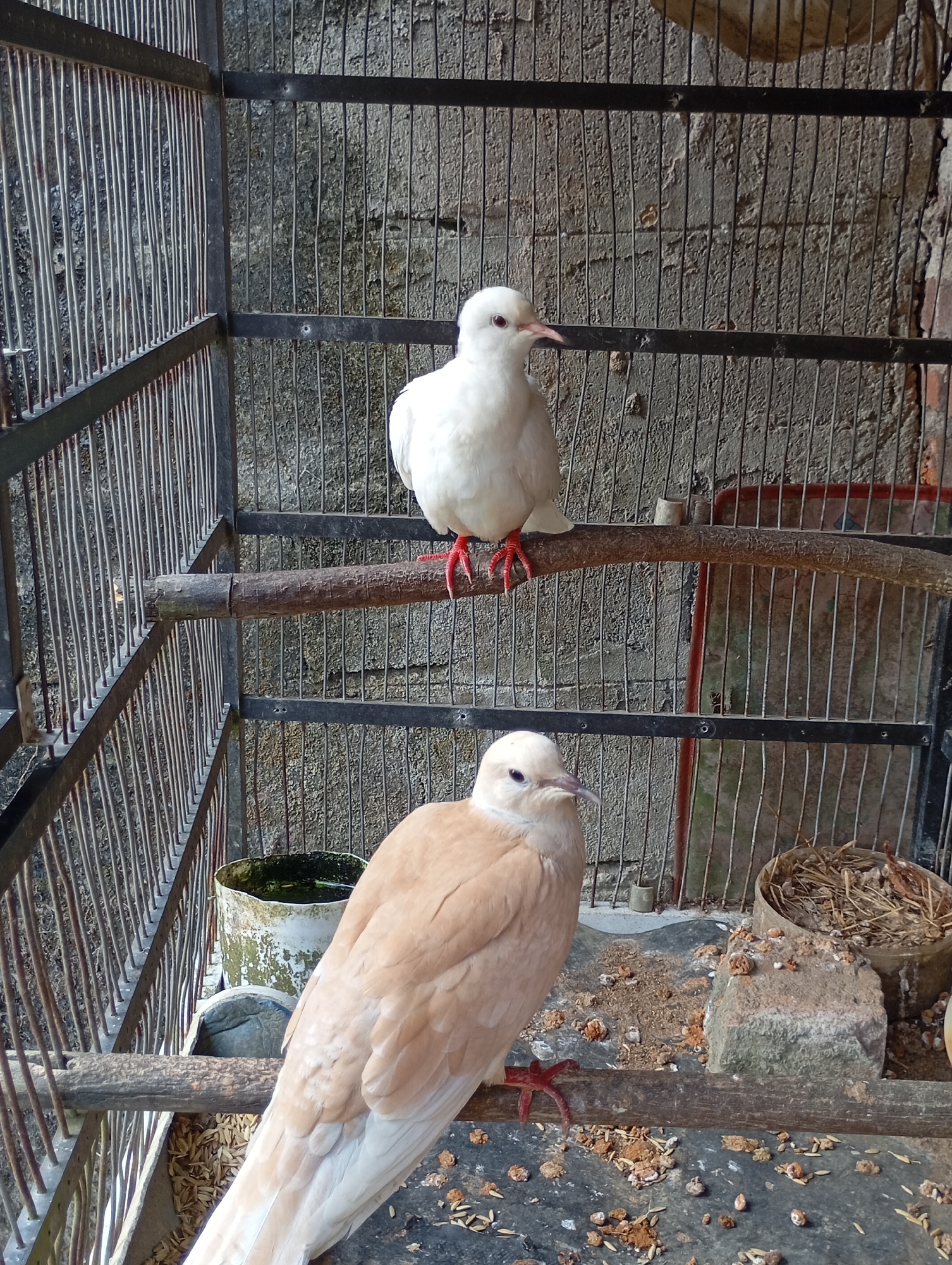The image depicts two doves inside a cage. The cage is constructed with dark metal bars. One dove, pure white, is perched on a wooden branch higher up. It has red feet and a pointed beak. Below it, on another wooden branch, is a second dove with light brown and white plumage. This dove is facing to the right and also has red feet. The floor of the cage is a dark surface covered with seeds and some debris. In the background, the wall of the cage is made of rough, textured material, possibly concrete or stone. To the left, there is a white, worn bucket with some green liquid in it, and to the right, a rustic nest made of straw is visible. The environment suggests an outdoor or semi-outdoor enclosure, typical of bird keeping in a residential area. The location is identified as Leman Benawi, Indonesia.