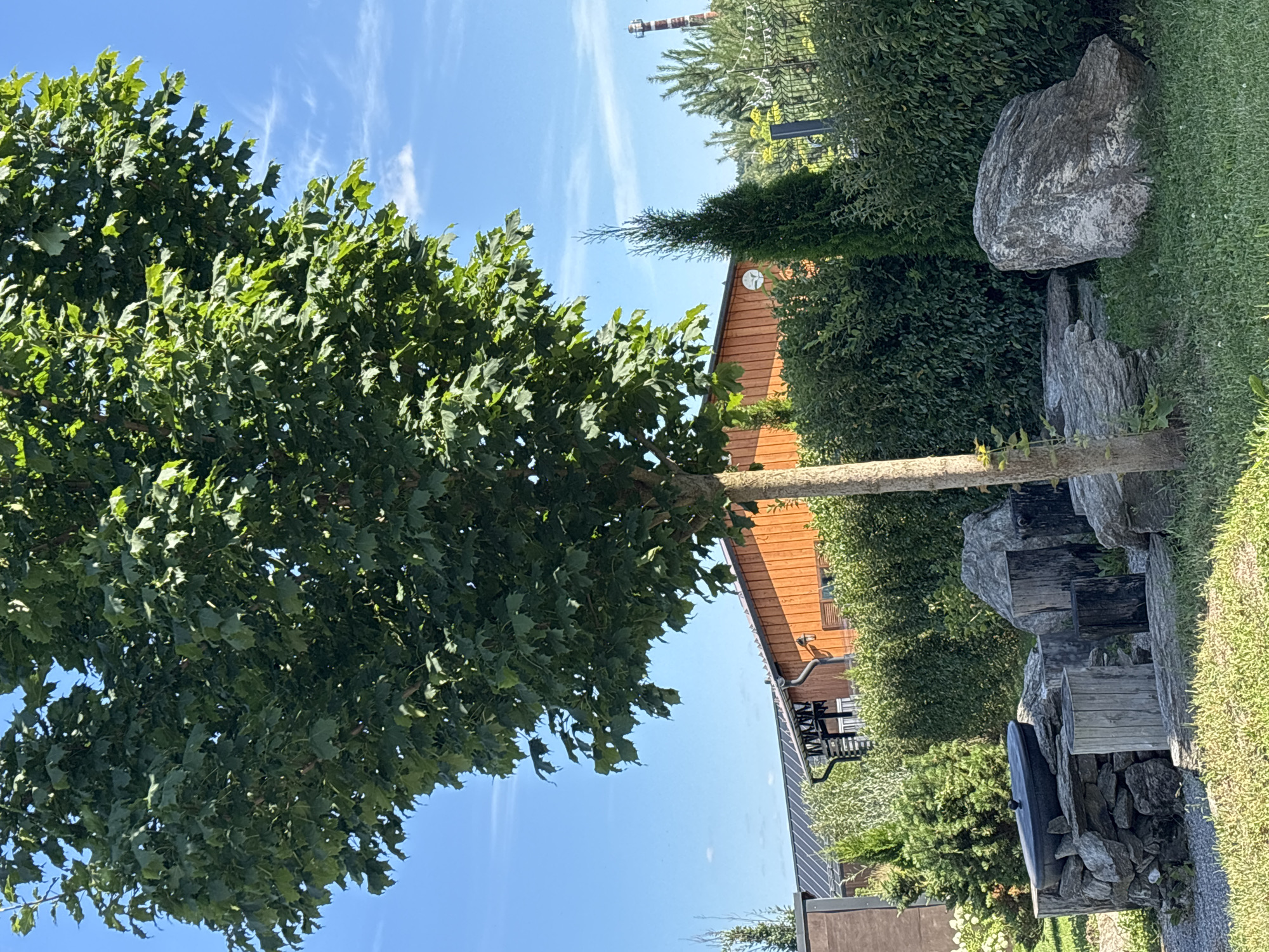 The image shows a summer day in Zvenigorod, Russia, with a focus on a backyard garden. A large, leafy tree dominates the foreground, casting a shadow over a collection of natural elements. Several large rocks are scattered across the grass, some appearing to be partially buried. Among the rocks are several tree stumps, serving as makeshift seating or decorative elements. To the left, a rustic structure built from stones and wood holds a dark, lidded pot, possibly for cooking or a fire pit. In the background, a modern wooden house with a dark roof and windows is visible, partially obscured by lush green bushes and manicured hedges. A tall, slender evergreen tree stands to the right of the house, adding to the garden's varied foliage. Beyond the immediate garden, a wire fence encloses the property, and further in the distance, a tall, cylindrical brick structure, possibly a chimney, stands against a clear blue sky with wispy white clouds. The overall impression is one of a well-maintained, outdoor living space.