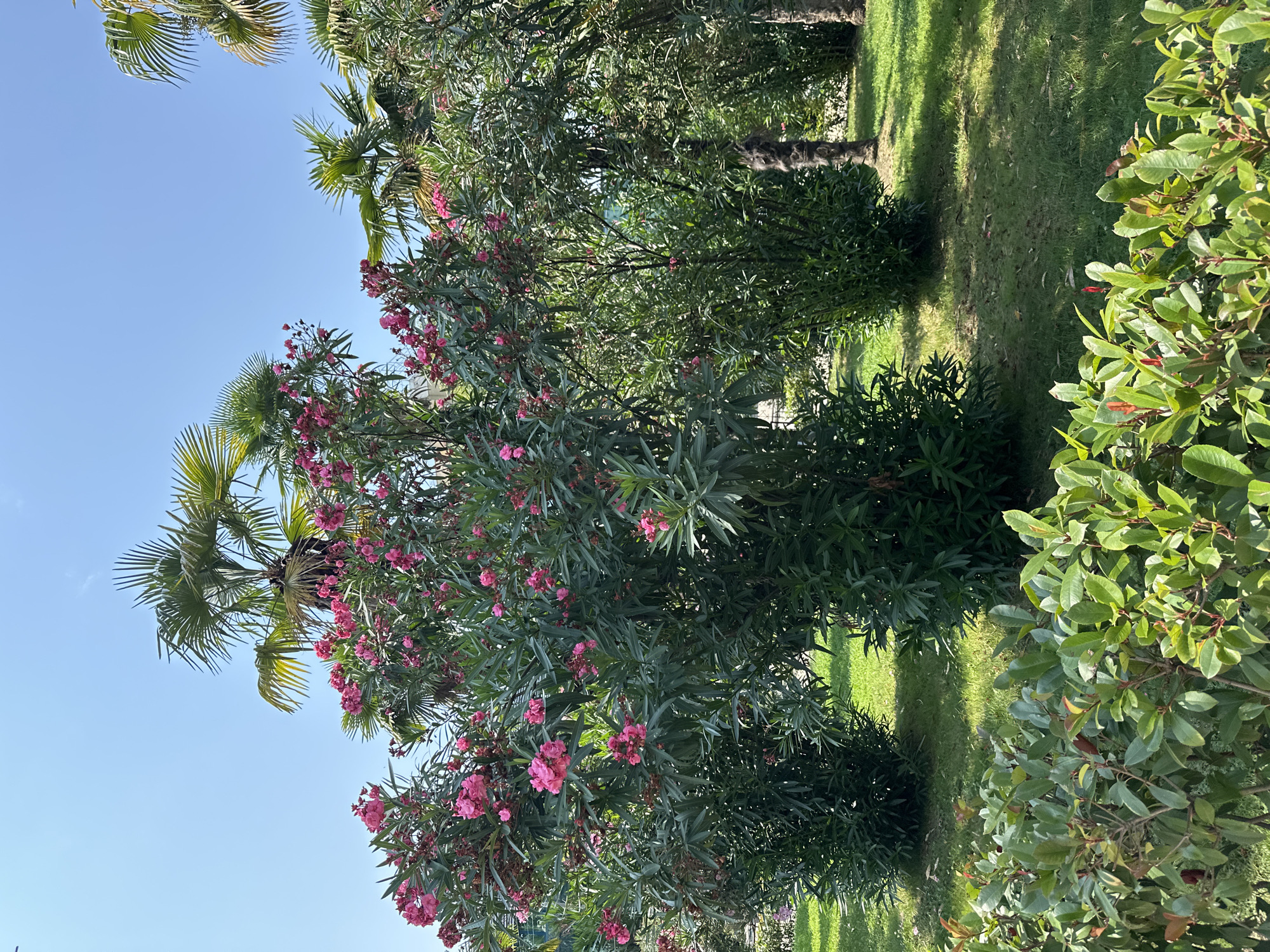 In the city of Sochi, Russia, a vibrant outdoor scene unfolds under a clear blue sky. The foreground features a lush green lawn bordered by a dense hedge of broadleaf plants with hints of red buds. Behind this, a large flowering shrub with abundant pink blossoms and dark green leaves dominates the center of the frame. To the right and behind the flowering shrub, several palm trees with their distinctive fronds are visible, their trunks showing a textured pattern. The background consists of more greenery and palm trees, suggesting a well-maintained garden or park setting. The lighting indicates a sunny day, casting shadows on the grass. There are no people or animals visible in the image.
