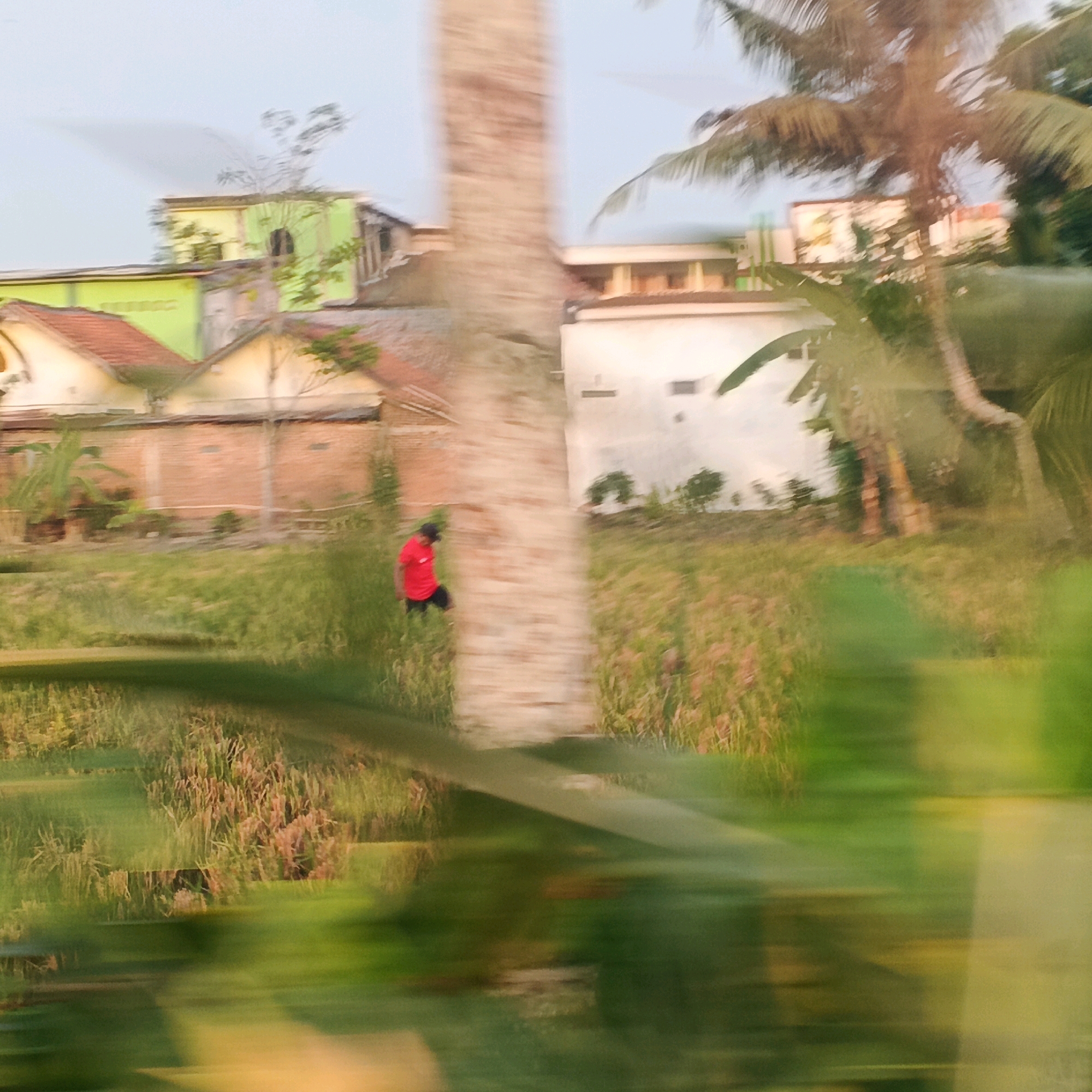 The image captures a blurred scene of a rural area with a person walking through a field. The setting appears to be in Gentasari, Indonesia, as indicated by the presence of buildings with red-tiled roofs and light-colored walls, characteristic of Indonesian architecture. In the foreground, a person wearing a bright red shirt and dark shorts is visible, walking from left to right across a grassy field with some reddish-brown stalks of vegetation. Behind the field, there are several buildings, including a light green building and a white building, interspersed with trees, including a prominent palm tree. The overall impression is one of movement and a natural, possibly agricultural, environment.