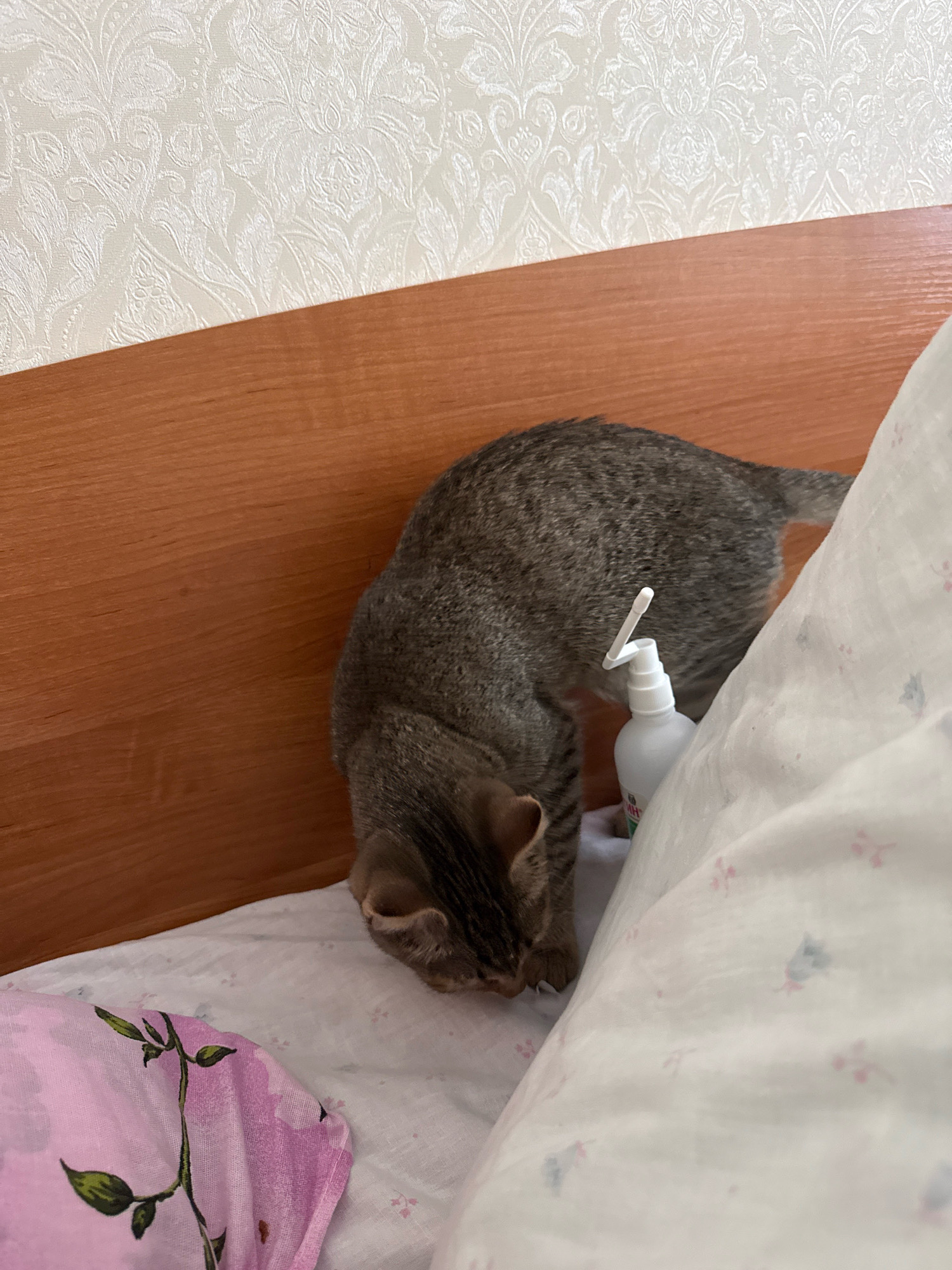 A tabby cat is positioned on a bed, its head lowered towards a white bottle with a spray nozzle. The cat's body is mostly visible, with its tail extending to the right. The bed is covered with white sheets featuring a subtle floral pattern, and a pink pillow with a floral design is visible on the left. In the background, a wooden headboard is present, and a textured wallpaper adorns the wall above it. The scene appears to be indoors, in a domestic setting, possibly a bedroom. There is no indication of the city of Zavolzhye, Russia within the image itself.