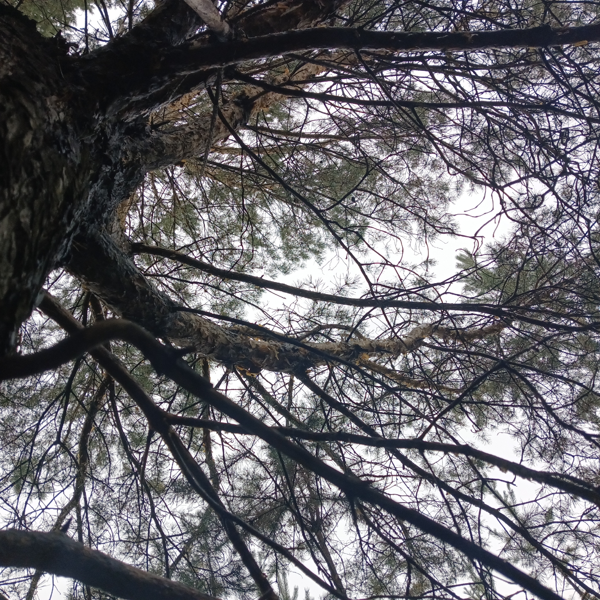The image displays a low-angle view looking up into the branches of a pine tree. The bark of the main trunk is dark and textured, with some lighter, peeling sections. Numerous branches, varying in thickness, spread out across the frame, creating a dense network against a pale, overcast sky. Small clusters of pine needles are visible on some of the finer branches, while others are bare. The overall impression is of a natural, arboreal environment. There are no people or man-made structures evident. The image is not identifiable as being specifically located within Qarağandı city administration, Kazakhstan.